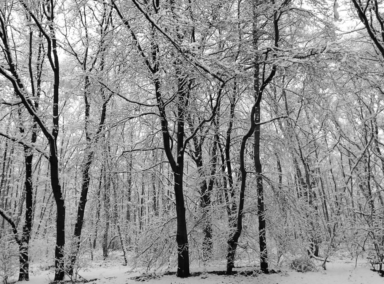 LG Nexus 5 sample photo. Forest, snow, trees, winter photography