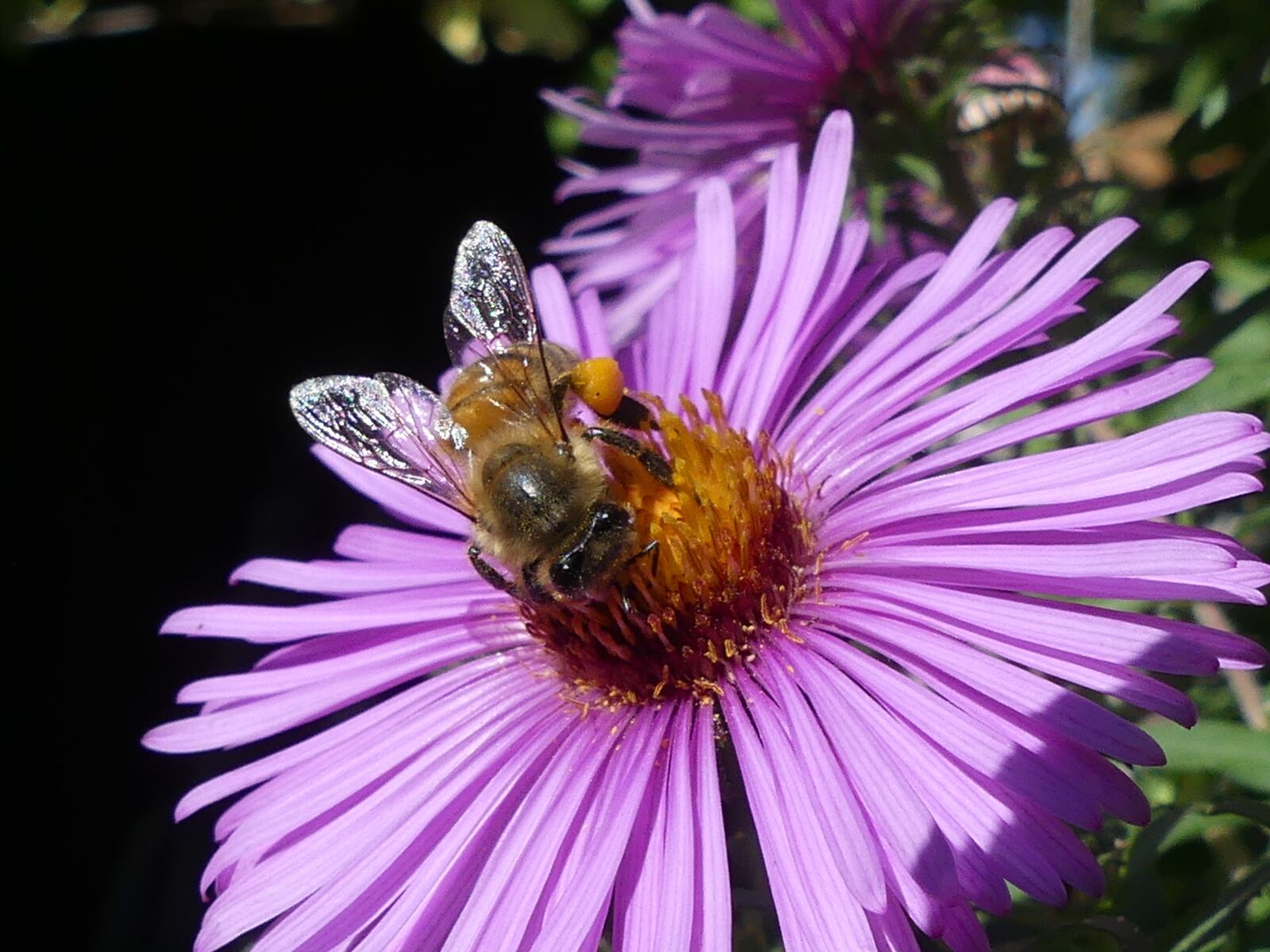 Panasonic Lumix DMC-FZ300 sample photo. Bee, flower, blossom photography