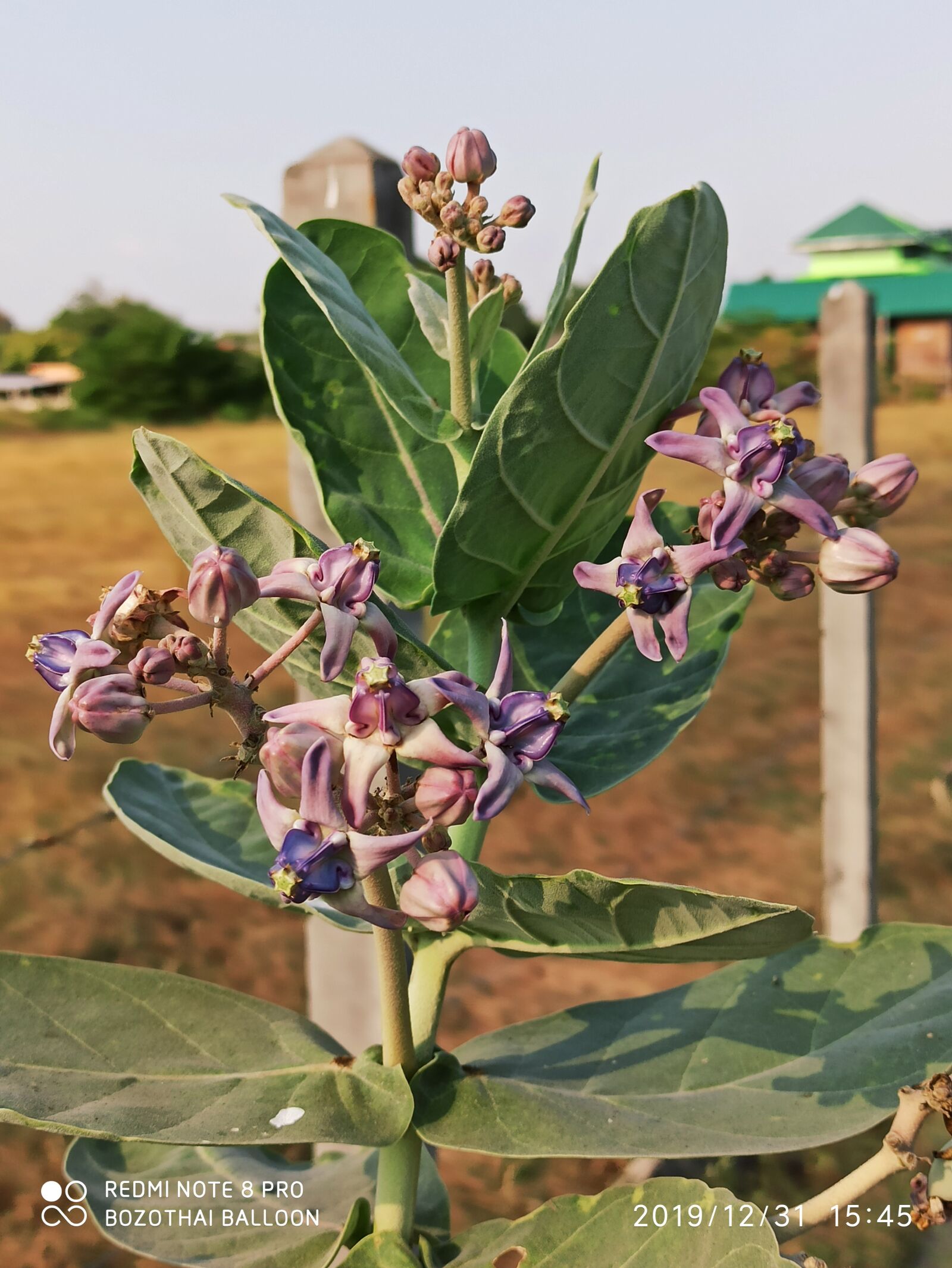 Xiaomi Redmi Note 8 Pro sample photo. Flower, tree, color photography