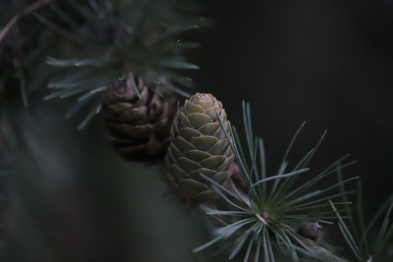 Canon EF 100mm F2.8L Macro IS USM sample photo. Green, garden, needles photography