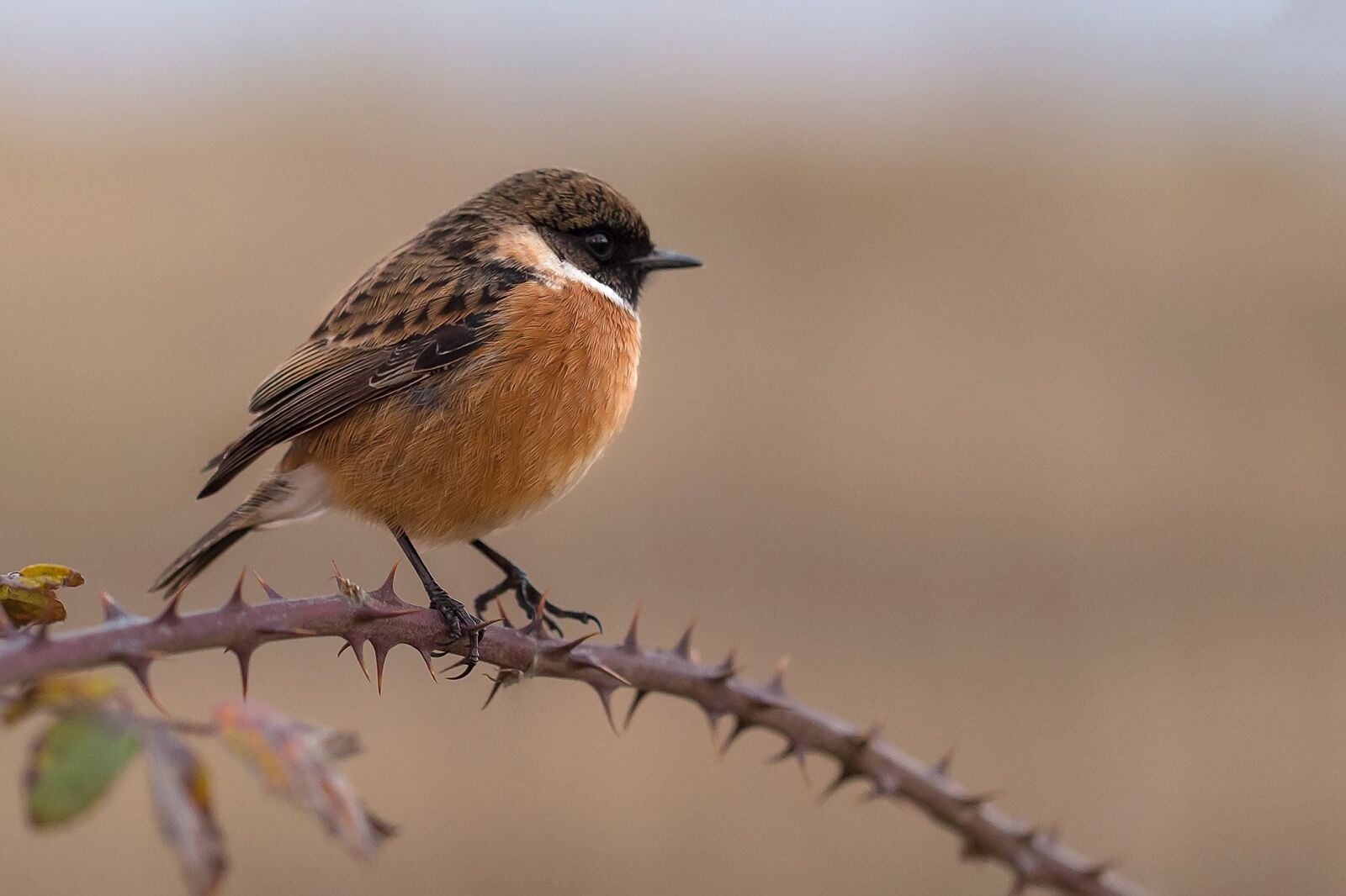 Canon EF 100mm F2.8L Macro IS USM sample photo. Chick chasco, stonechat, ave photography