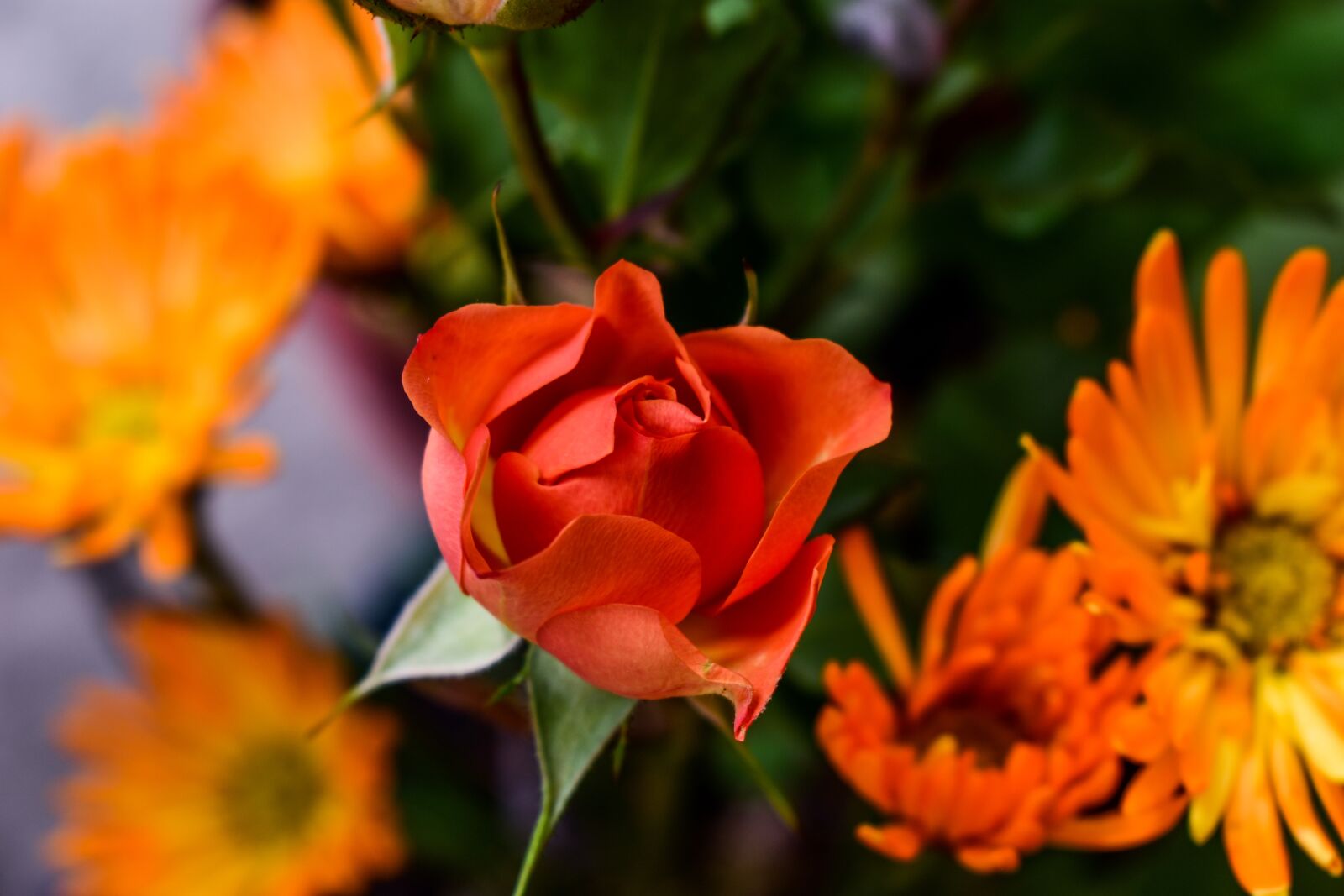 Nikon D3400 sample photo. Flower, plant, nature photography