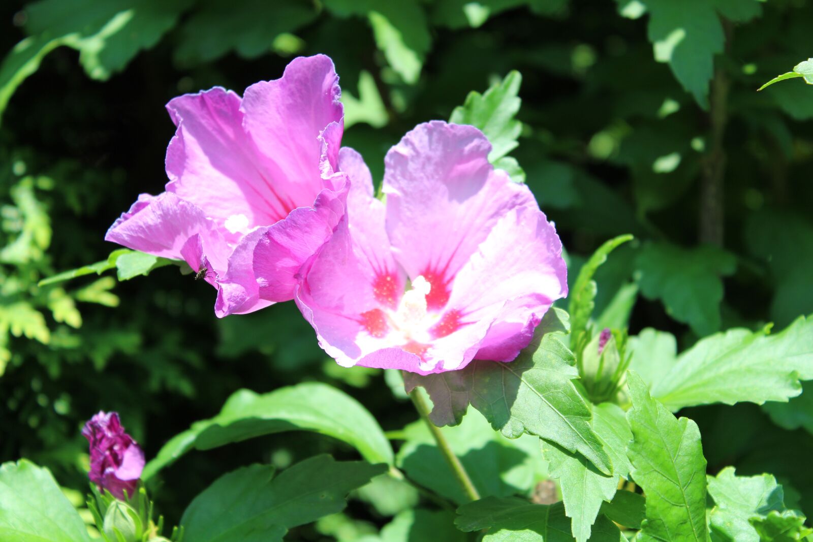 Canon EOS 1300D (EOS Rebel T6 / EOS Kiss X80) sample photo. Blossom, bloom, purple photography