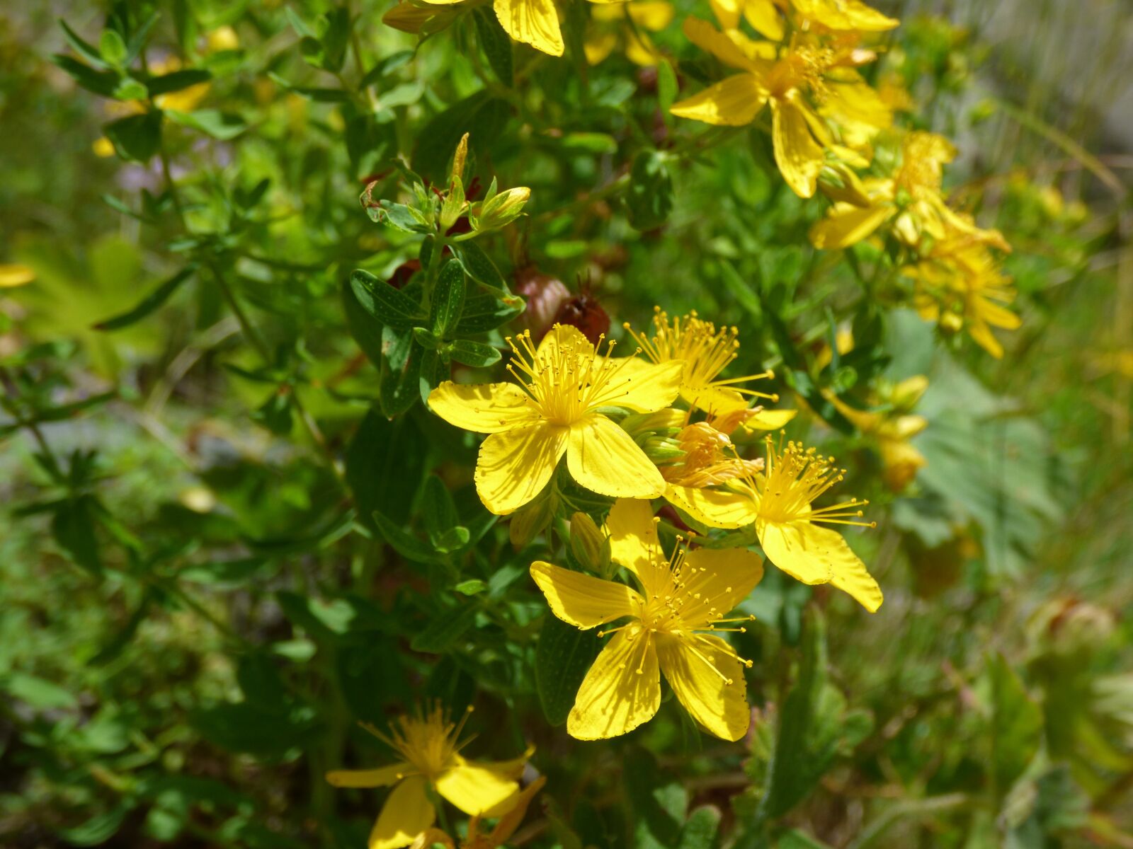 Panasonic DMC-FZ72 sample photo. St john's wort, herb photography