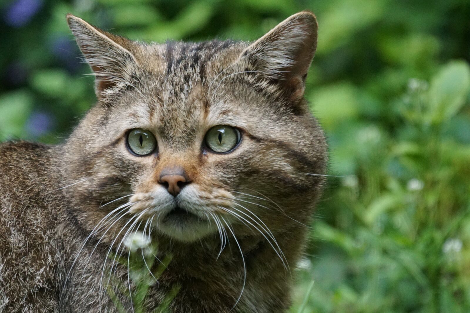 Sony ILCA-77M2 + Sony 70-400mm F4-5.6 G SSM sample photo. Wildcat, forest cat, predator photography