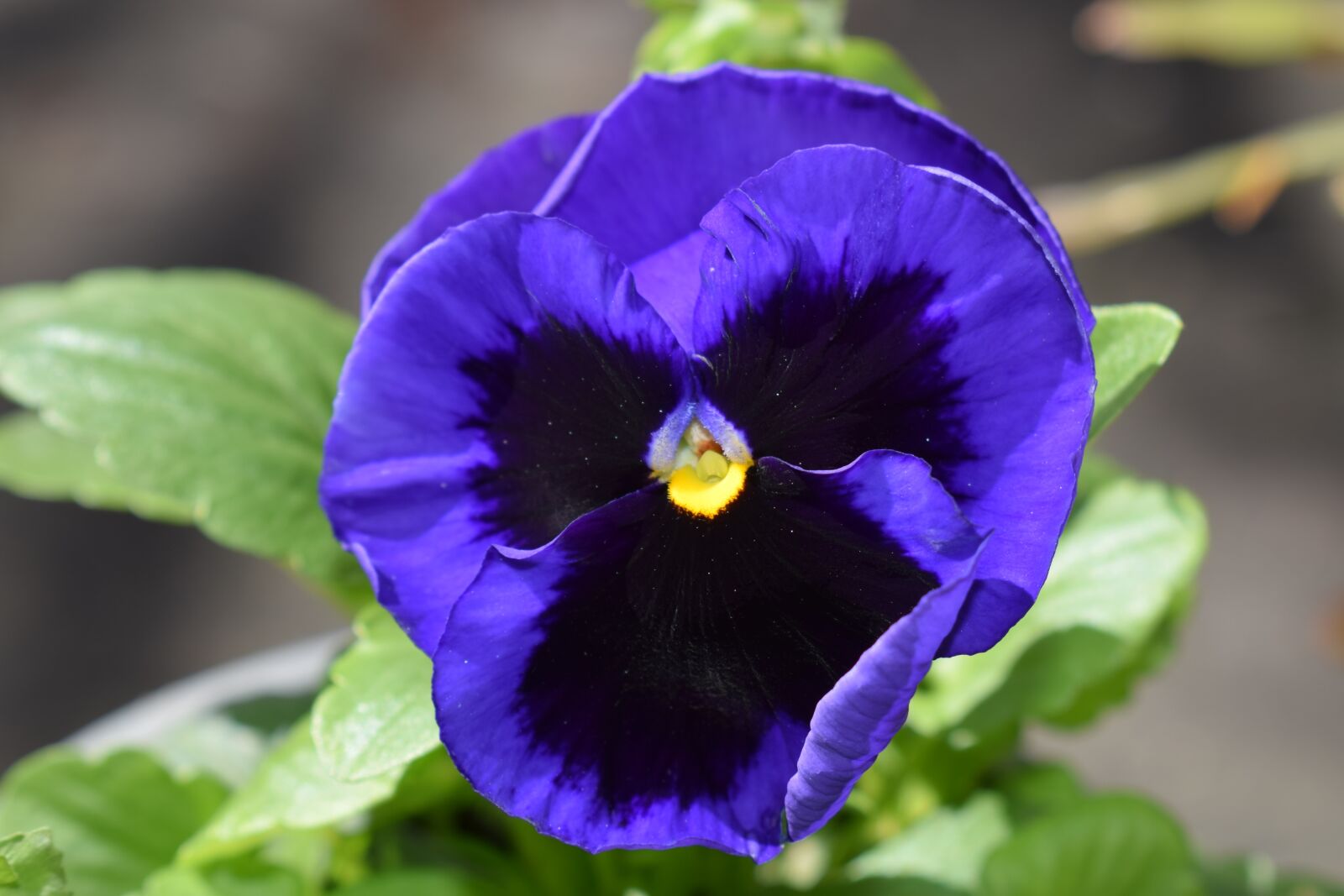 Nikon D5300 sample photo. Flower, beauty, garden photography