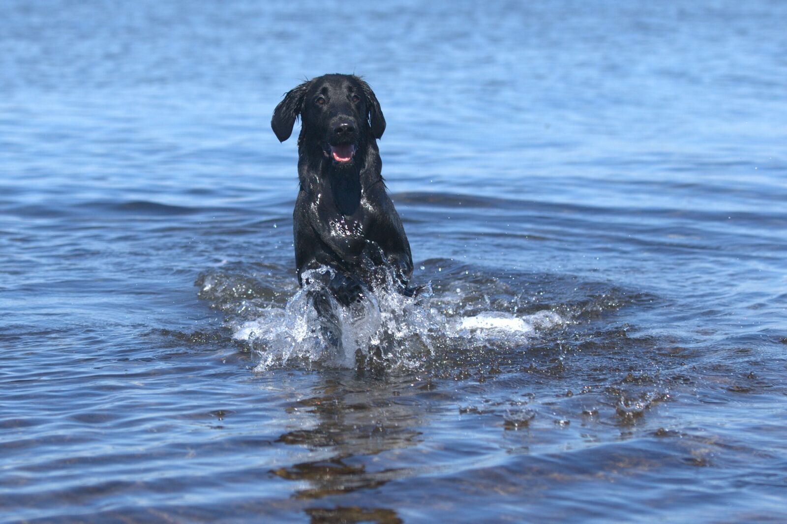 Canon EOS-1D Mark III sample photo. Flatcoated retriever, dog, body photography