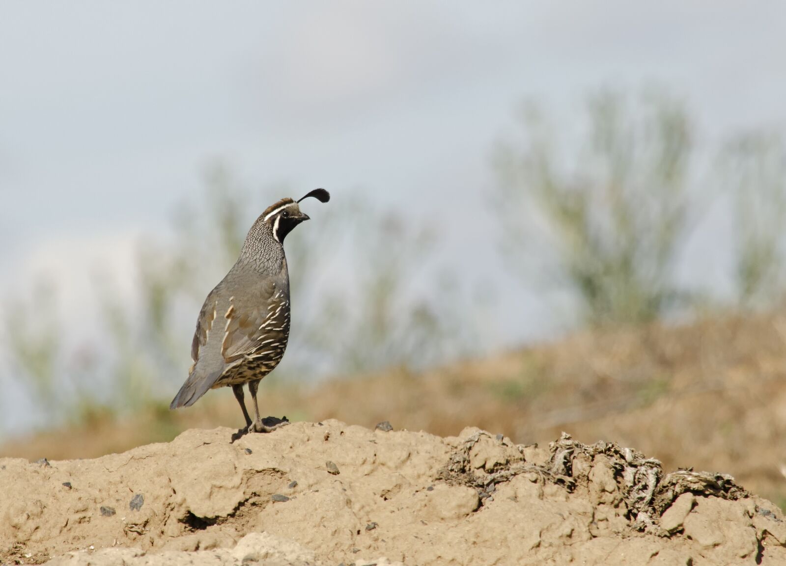 Nikon D5100 sample photo. Quail, california quail, crest photography
