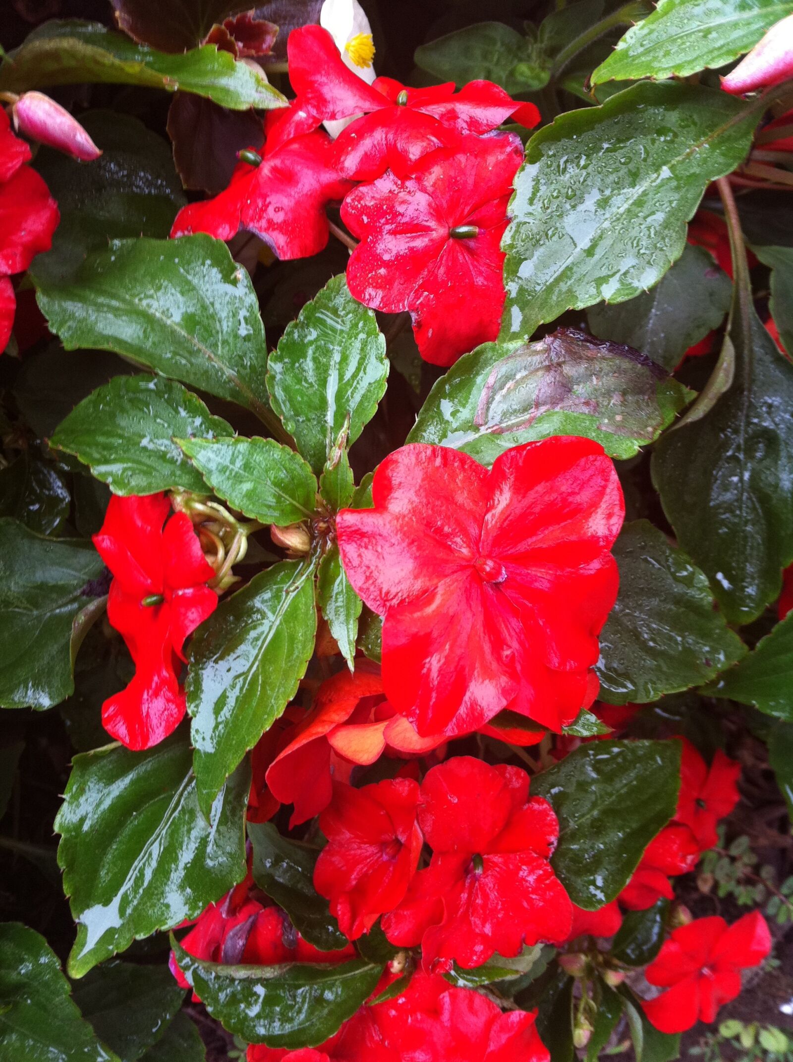 Apple iPhone 4 sample photo