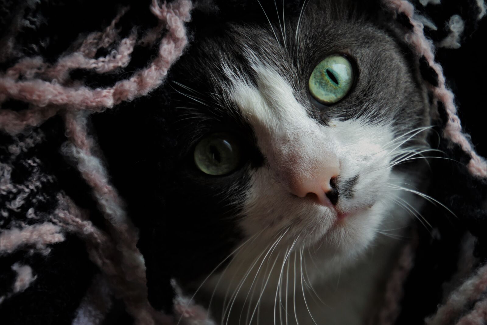 Canon EOS 80D sample photo. Cat, coat, mustache photography