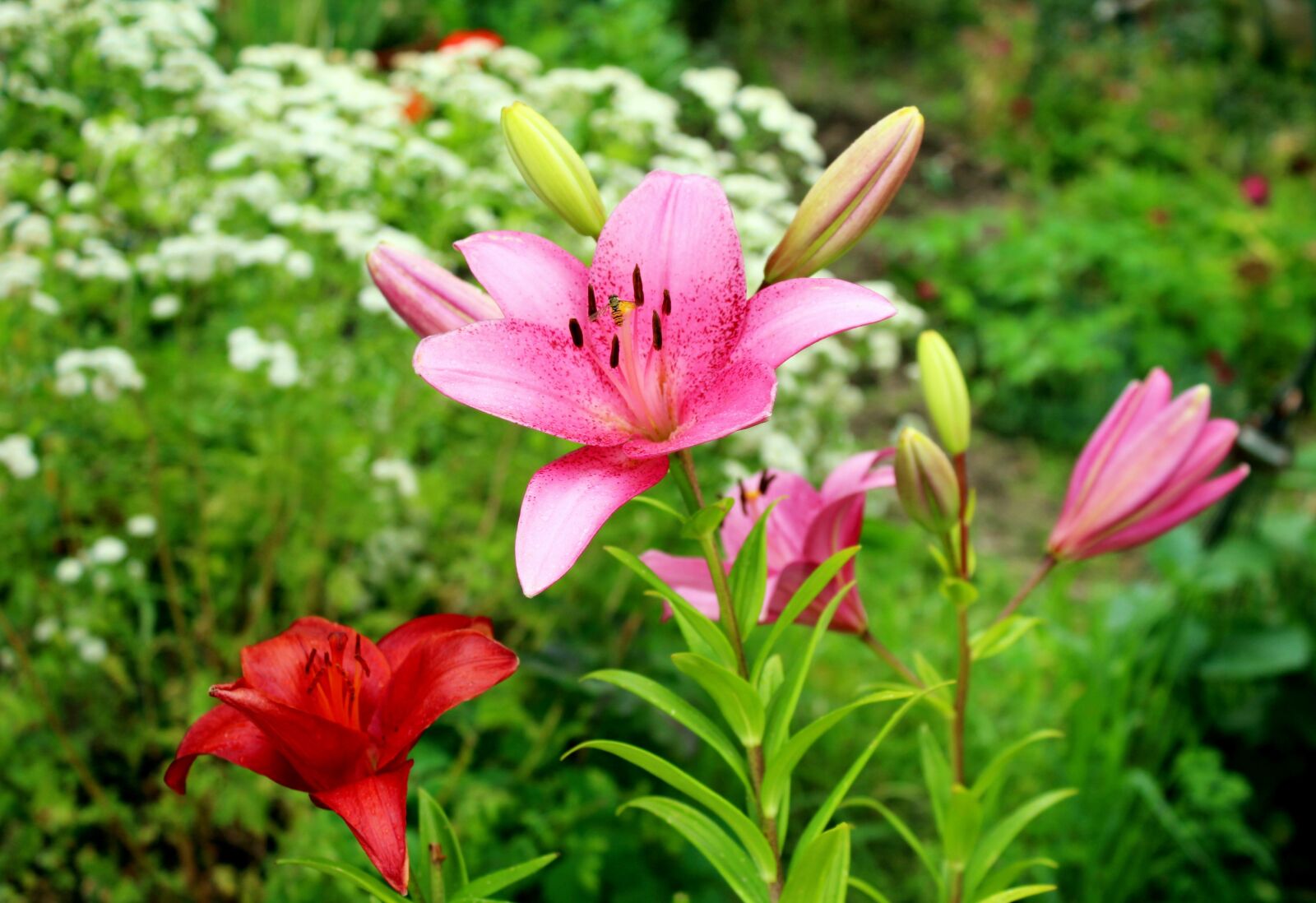 Canon EOS 1200D (EOS Rebel T5 / EOS Kiss X70 / EOS Hi) sample photo. Lilies, flowers, garden photography