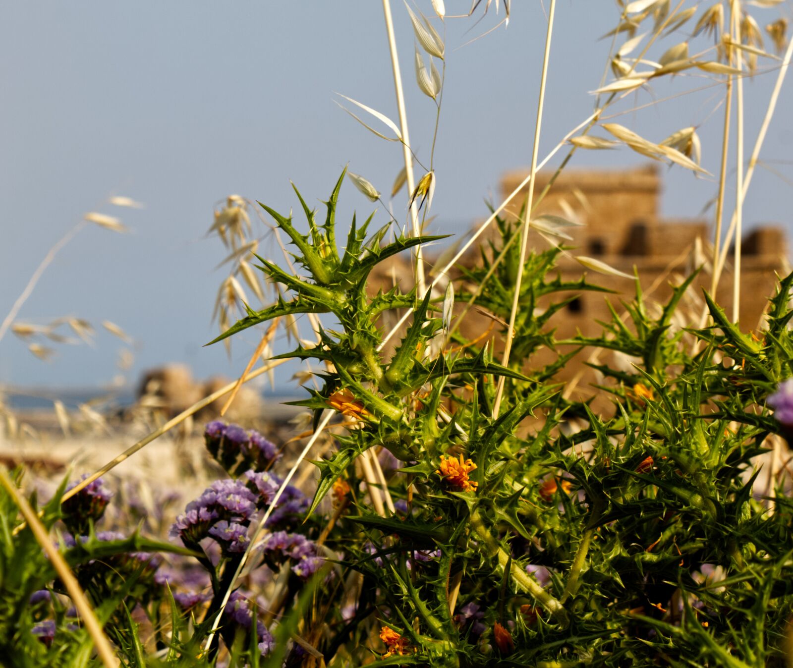 Canon EOS 1300D (EOS Rebel T6 / EOS Kiss X80) sample photo. Thistles, castle, weeds photography