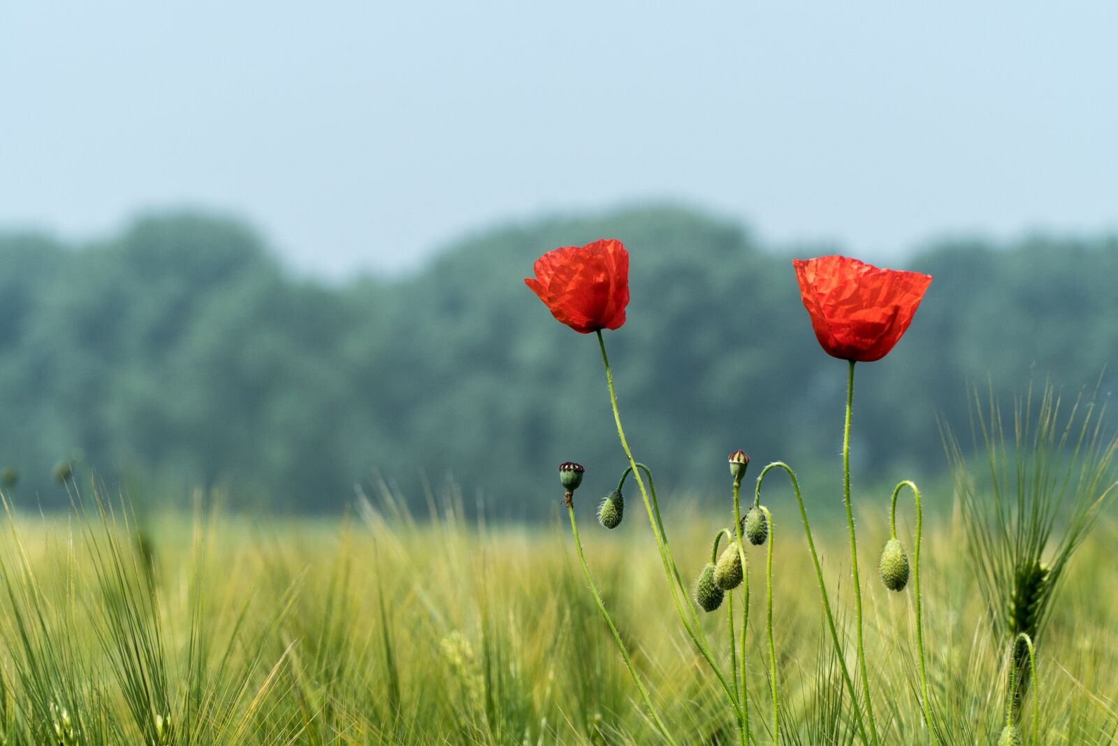 Sony a6300 + Sony E PZ 18-105mm F4 G OSS sample photo. Poppy, green, poppy flower photography