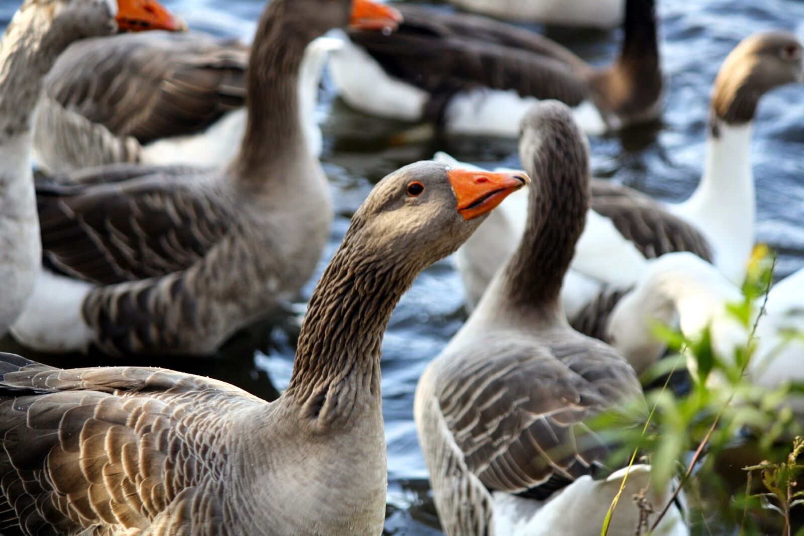 Canon EOS 1000D (EOS Digital Rebel XS / EOS Kiss F) sample photo. Bird, wildlife, goose photography