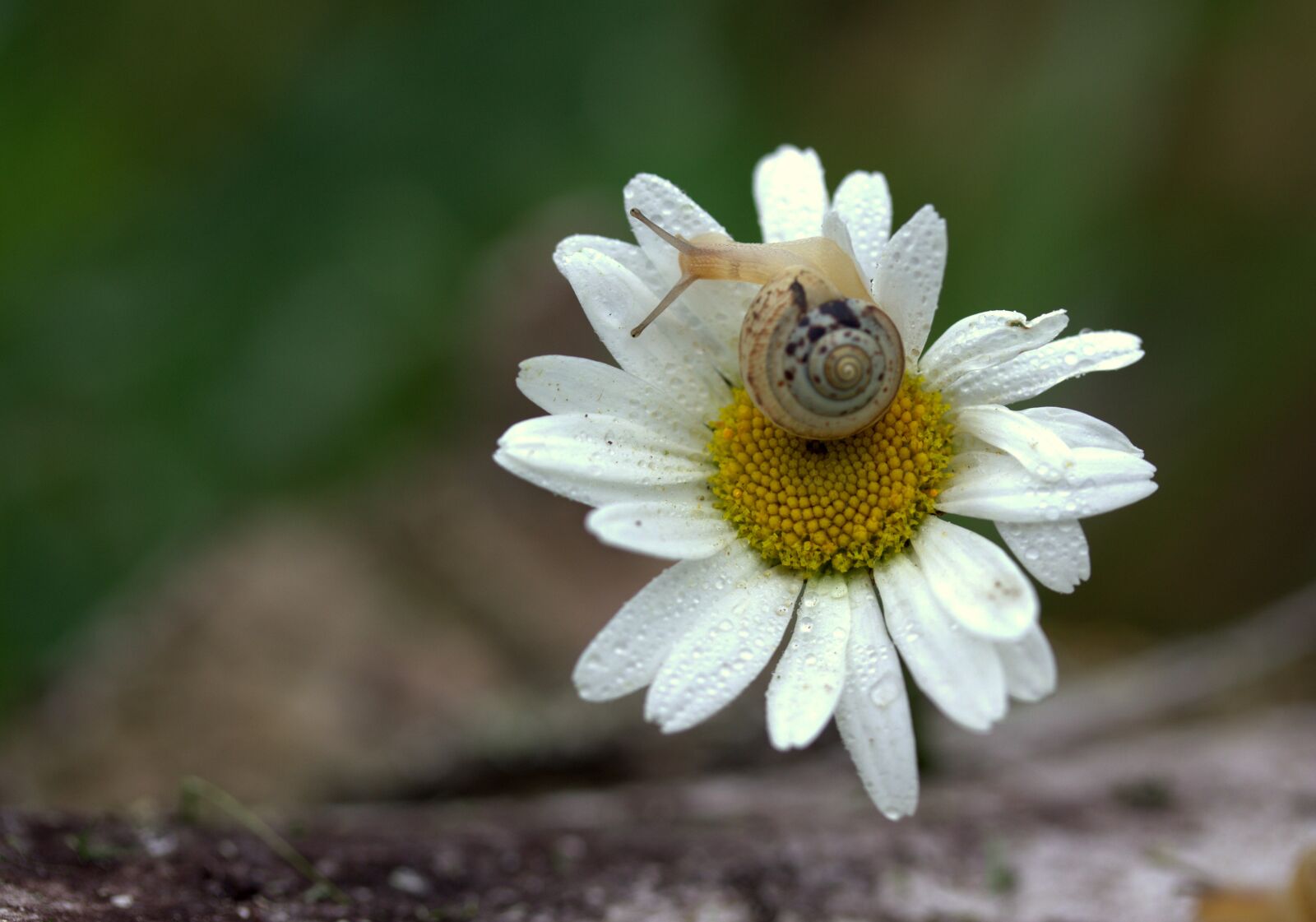 Canon EF-S 60mm F2.8 Macro USM sample photo. Snail, daisy, petals photography