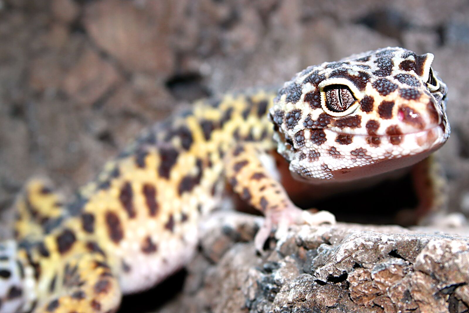 Samsung NX2000 sample photo. Reptiles, animals, lizards photography