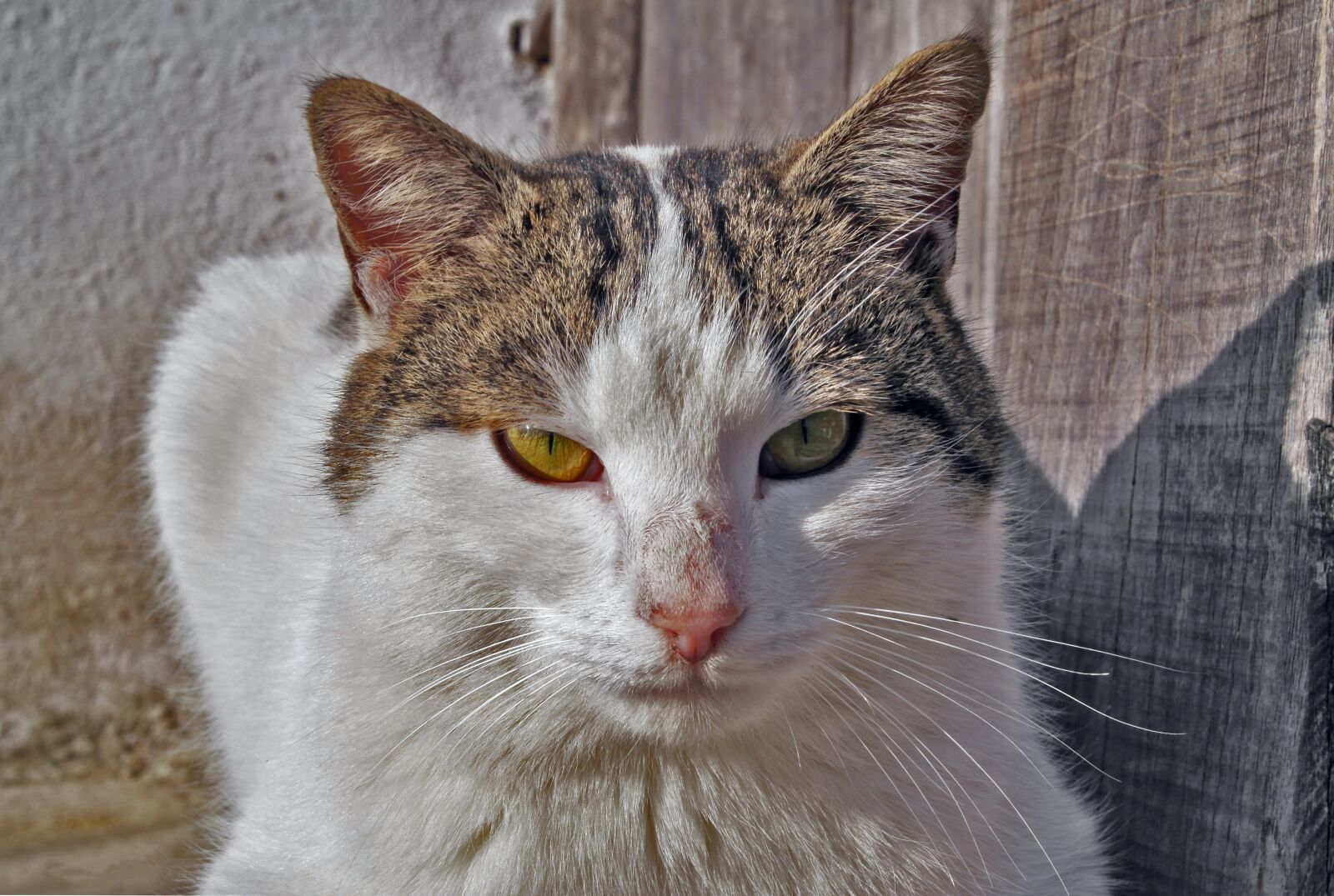 Samsung NX1000 sample photo. Cute, animals, cat photography