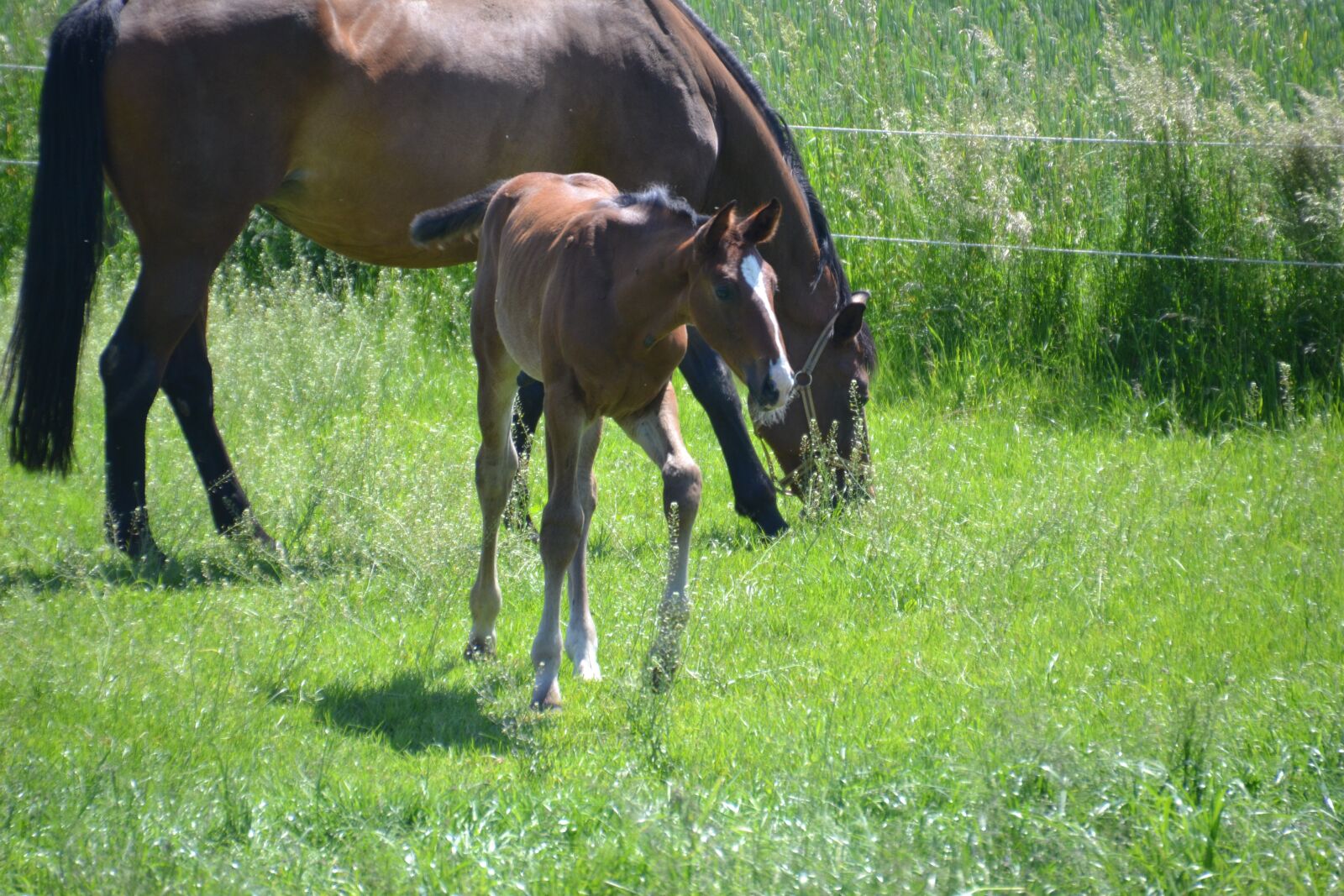 Nikon D3100 sample photo. Mare, mother mare, foal photography