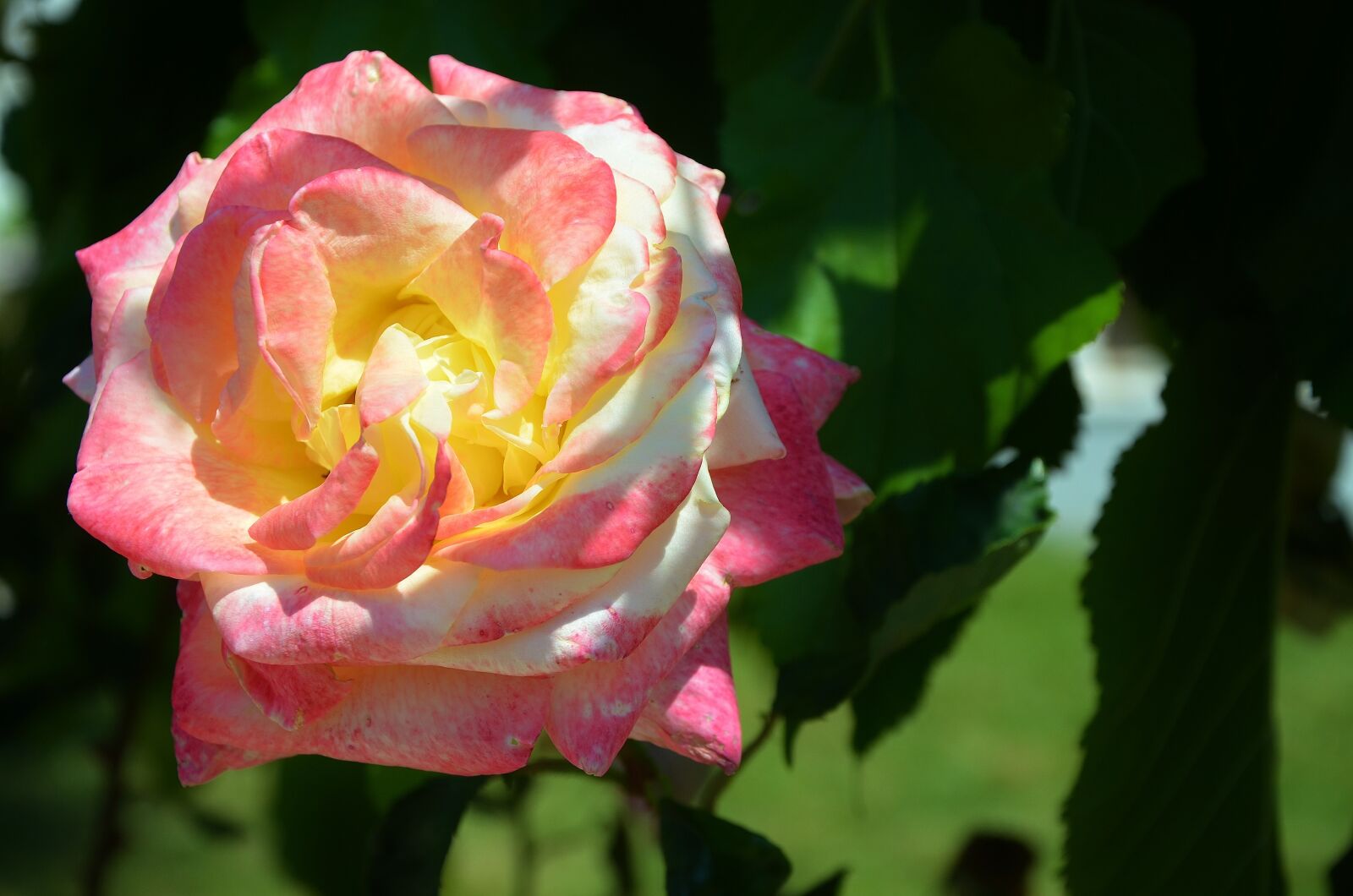Nikon D7000 sample photo. Rose, flower, spring photography