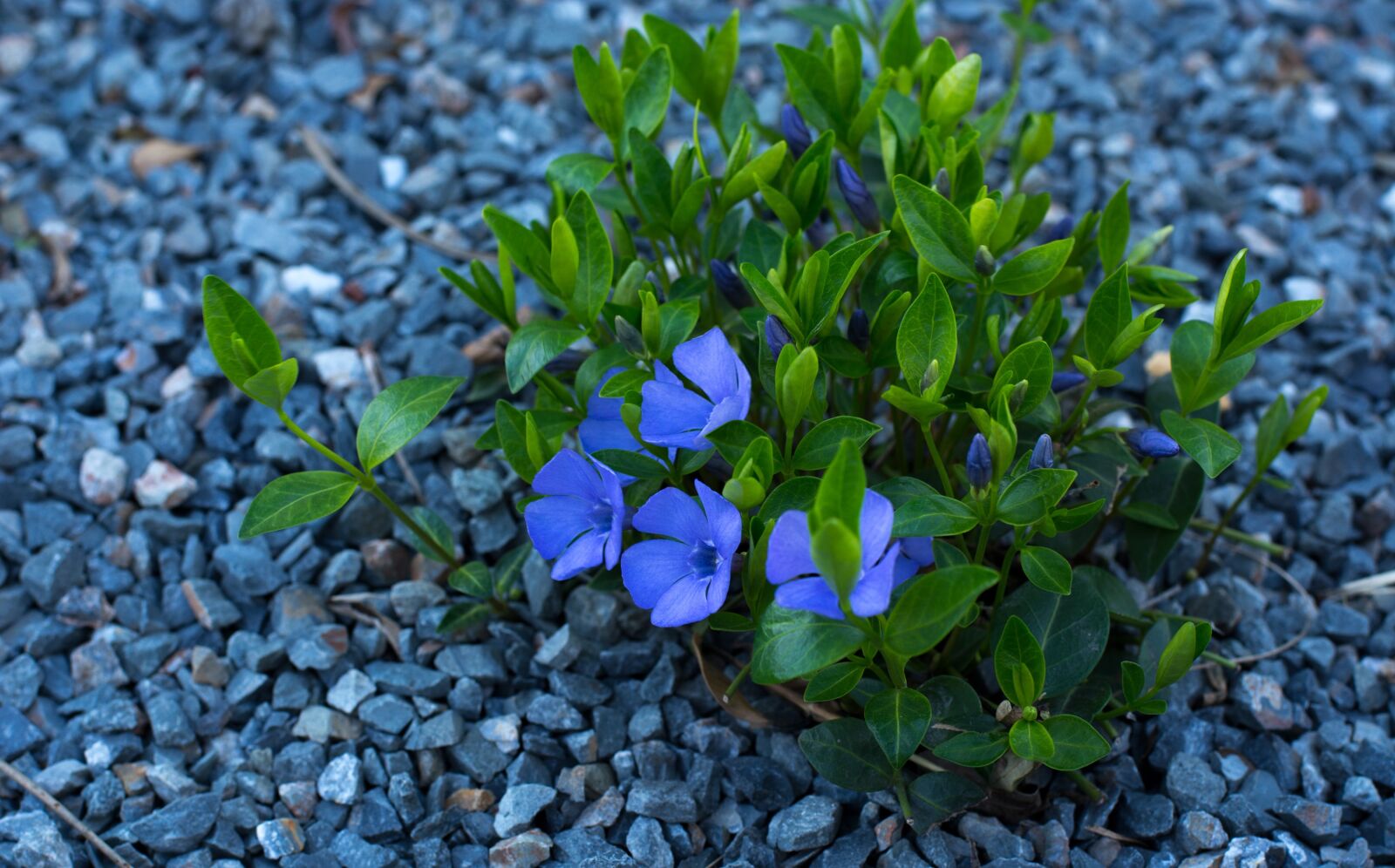 Nikon D5200 sample photo. Flower, rocks, plant photography