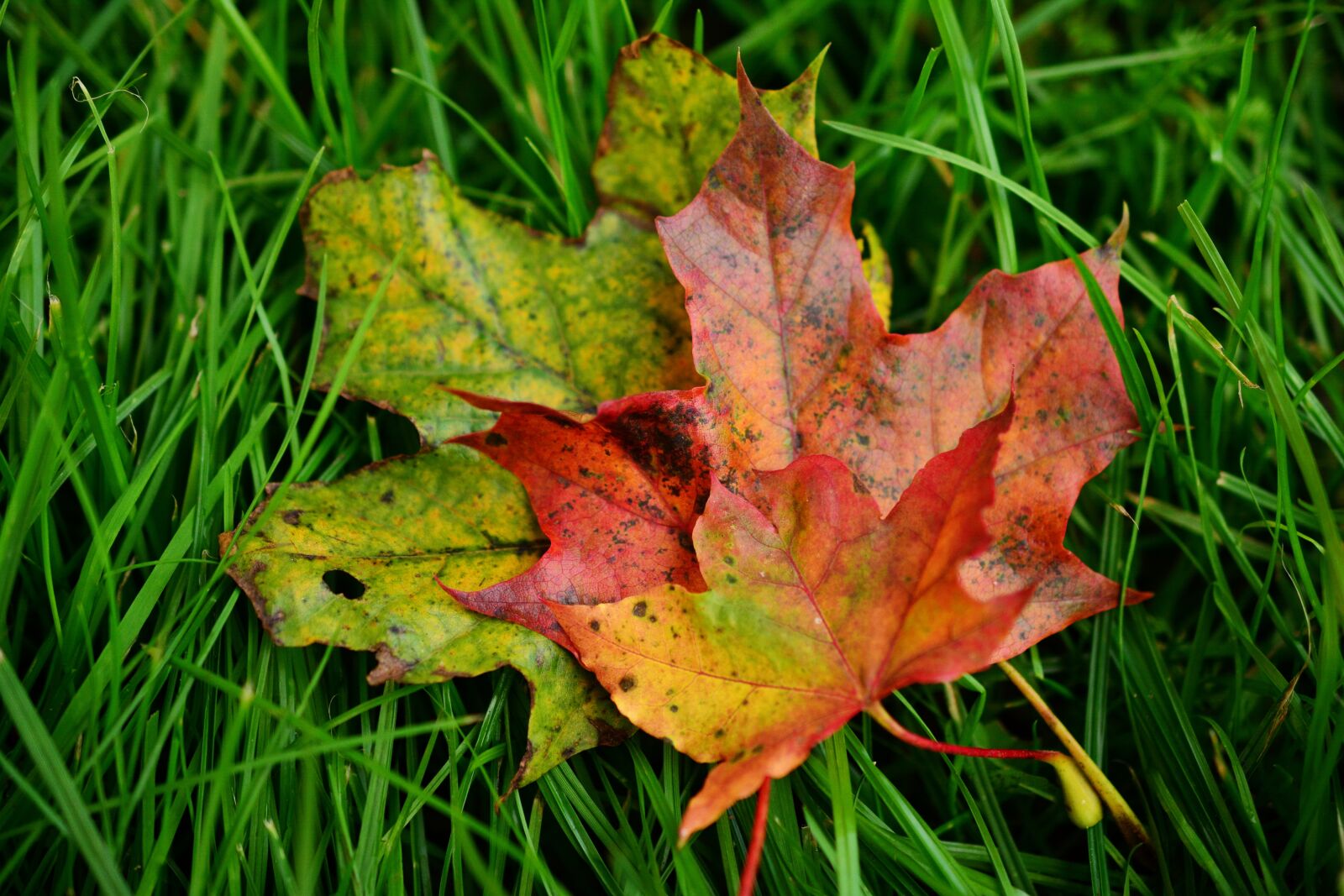 Nikon D5200 sample photo. Fall leaves, maple leaves photography