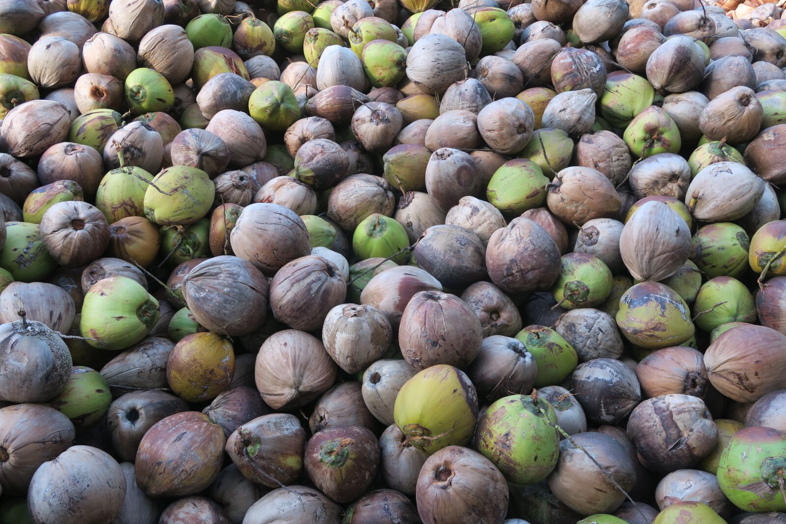 Canon PowerShot G7 X sample photo. Coconut, exotic fruits photography