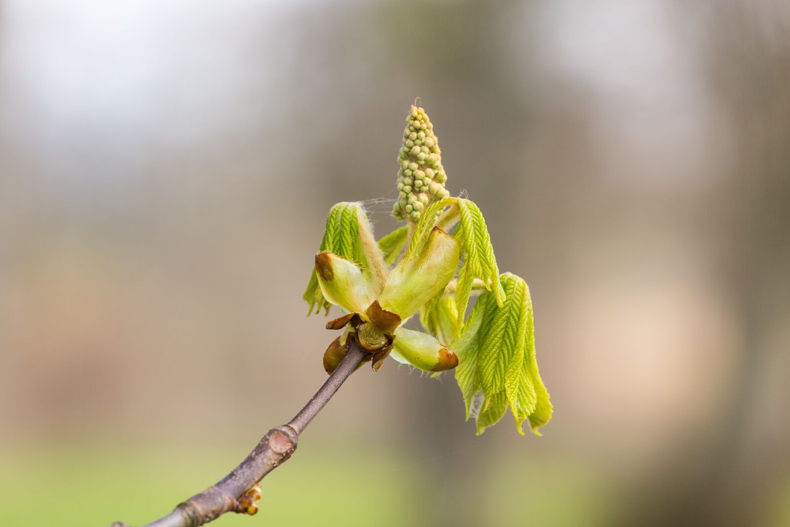 Canon EF 70-300mm F4-5.6L IS USM sample photo. Blossom, chestnut, spring photography