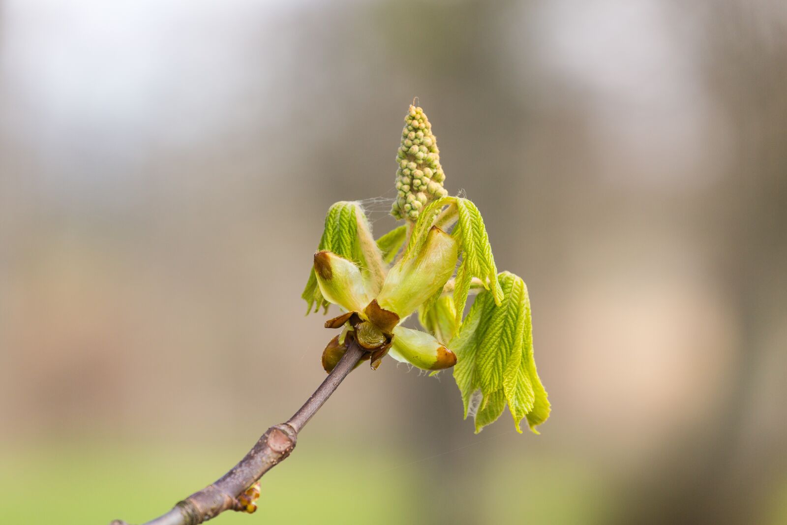 Canon EOS 5D Mark III + Canon EF 70-300mm F4-5.6L IS USM sample photo. Blossom, chestnut, spring photography