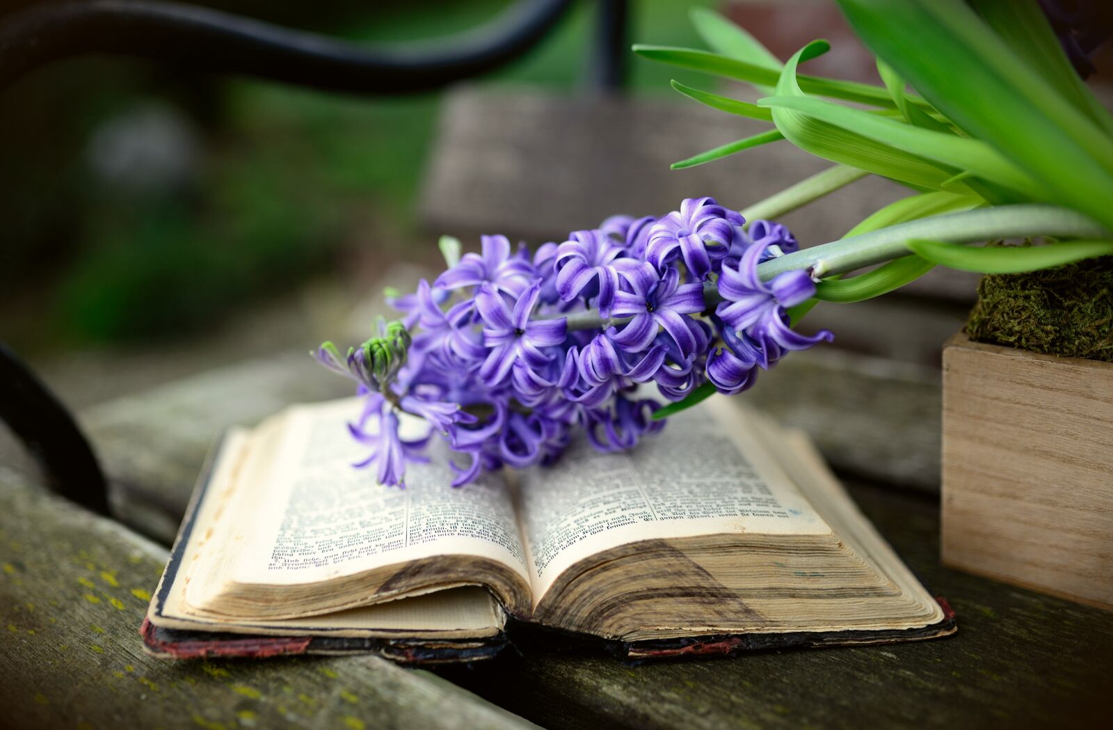 Nikon D610 sample photo. Hyacinth, spring flower, flower photography