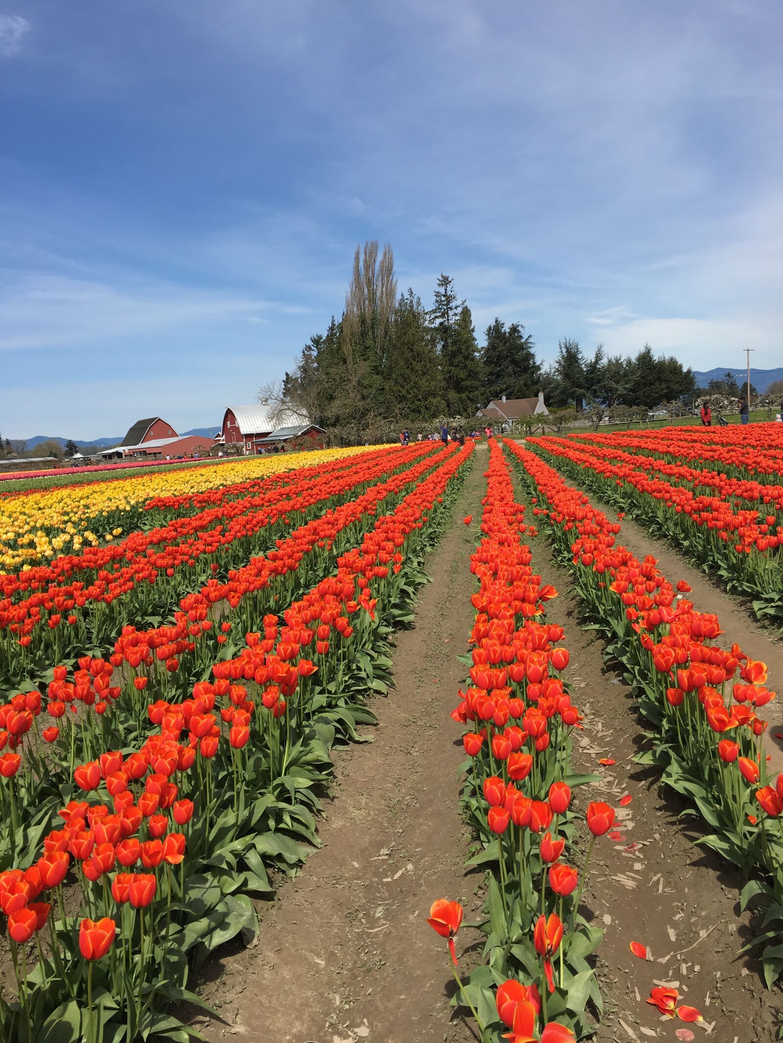 Apple iPhone 6s sample photo. Red, yellow, tulips photography