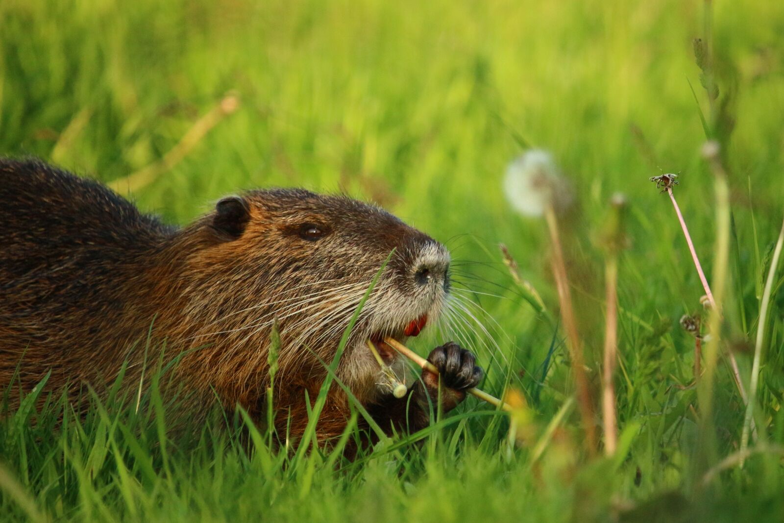 Canon EOS 100D (EOS Rebel SL1 / EOS Kiss X7) sample photo. Nutria, coypu, rodent photography
