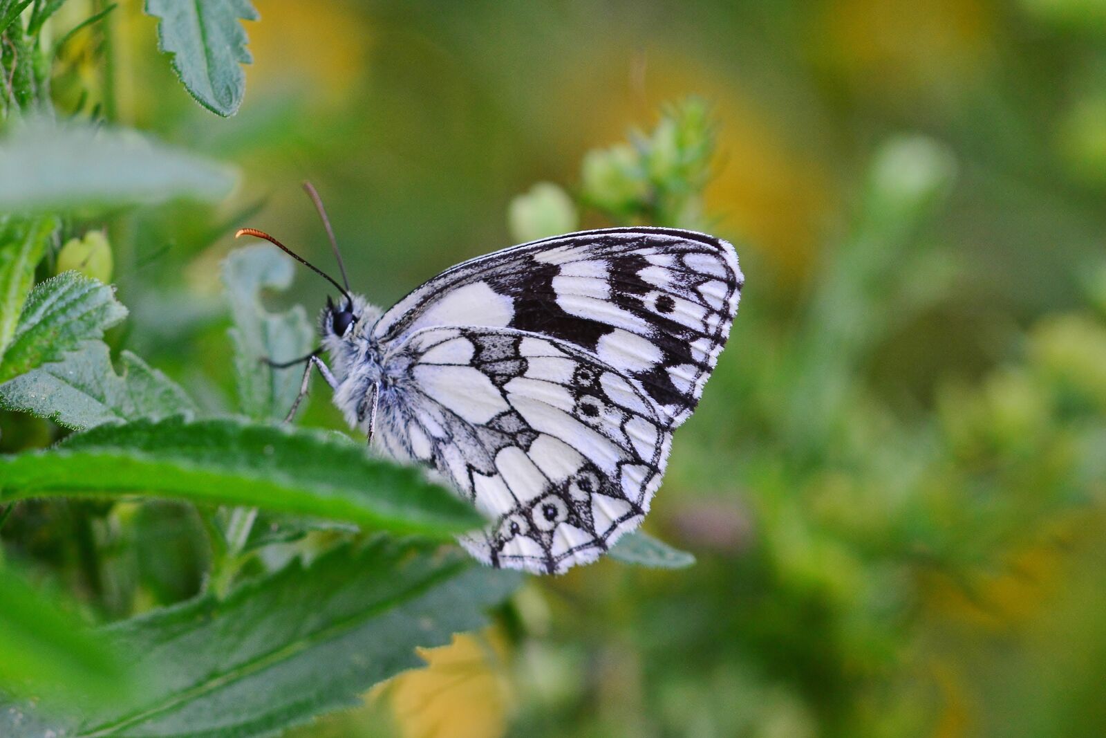 Nikon D5200 sample photo. Butterfly, flower, close up photography