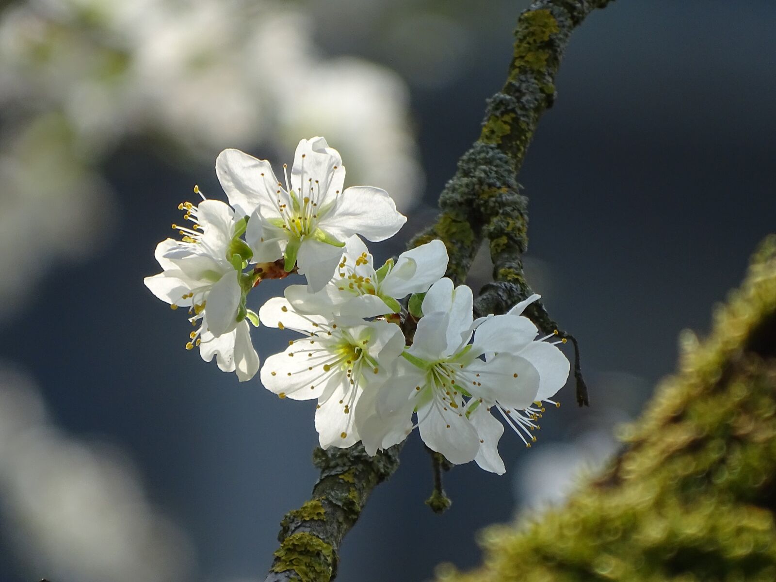 Sony Cyber-shot DSC-HX400V sample photo. Blossom, bloom, macro photography