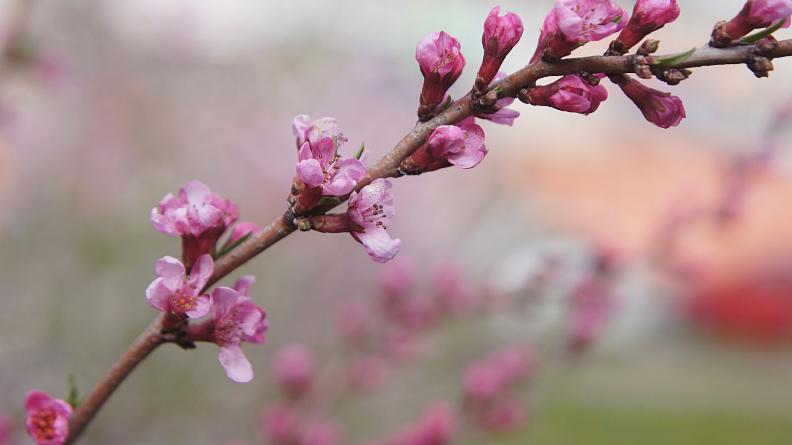 Sony SLT-A55 (SLT-A55V) sample photo. Almond, flower, bush photography