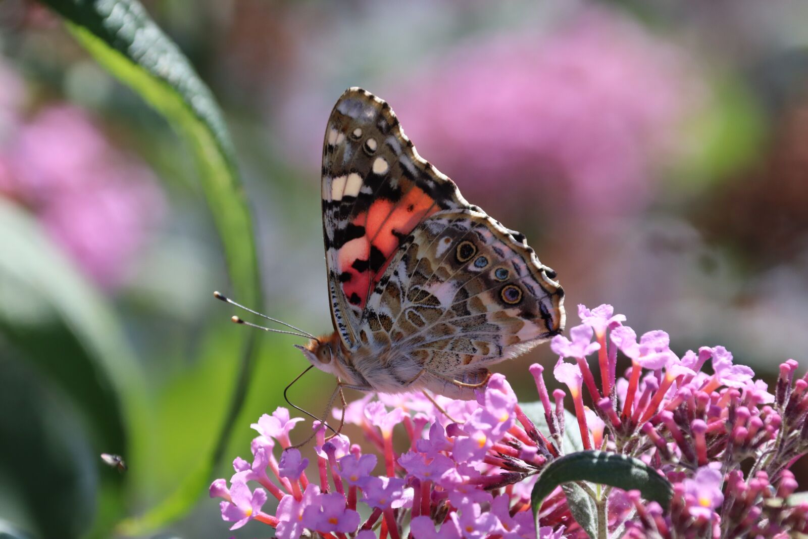 Canon EOS M50 (EOS Kiss M) sample photo. Butterfly, summer lilac, nature photography