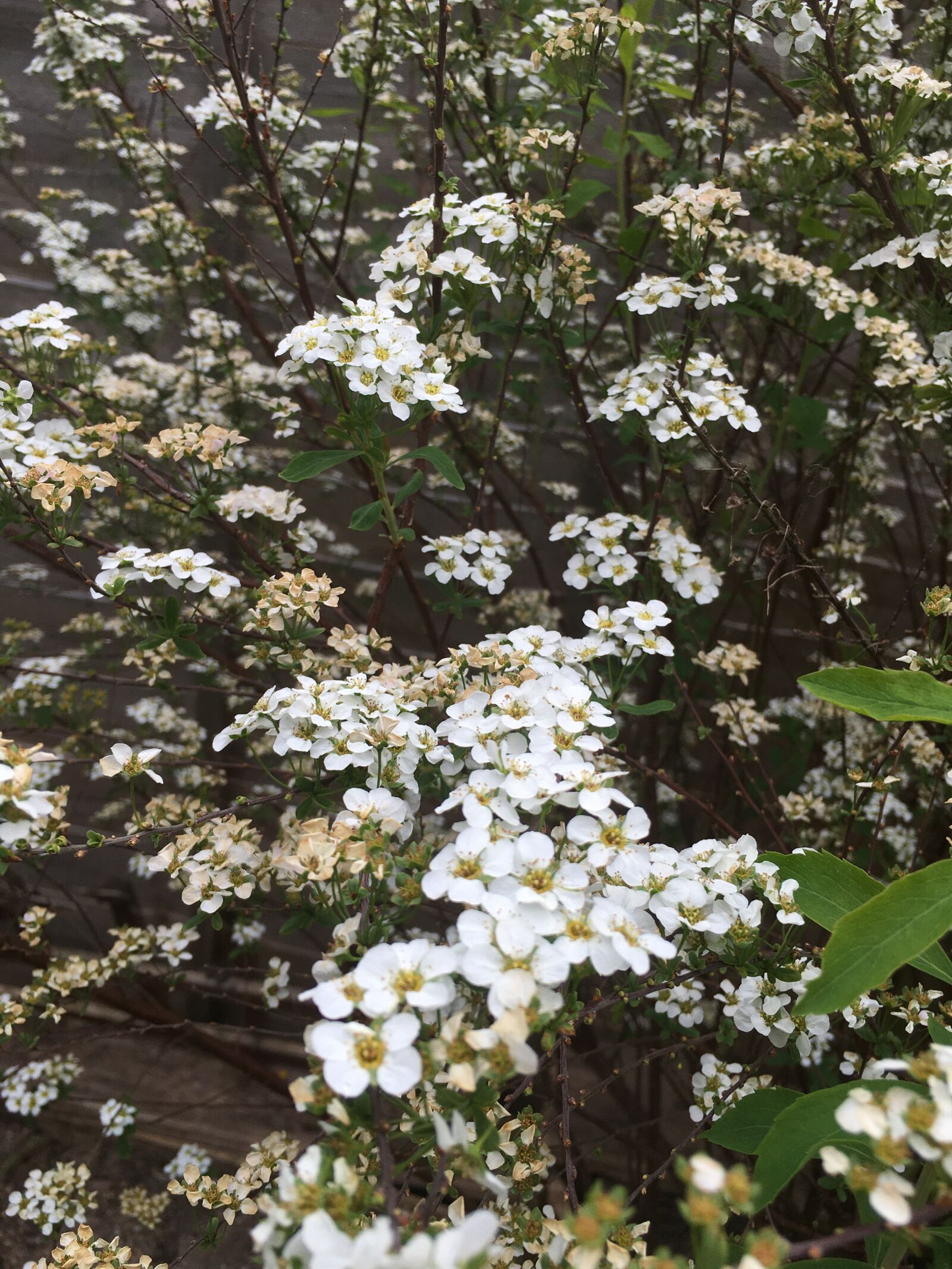 iPhone 6s Plus back camera 4.15mm f/2.2 sample photo. Flowers, white, spring photography