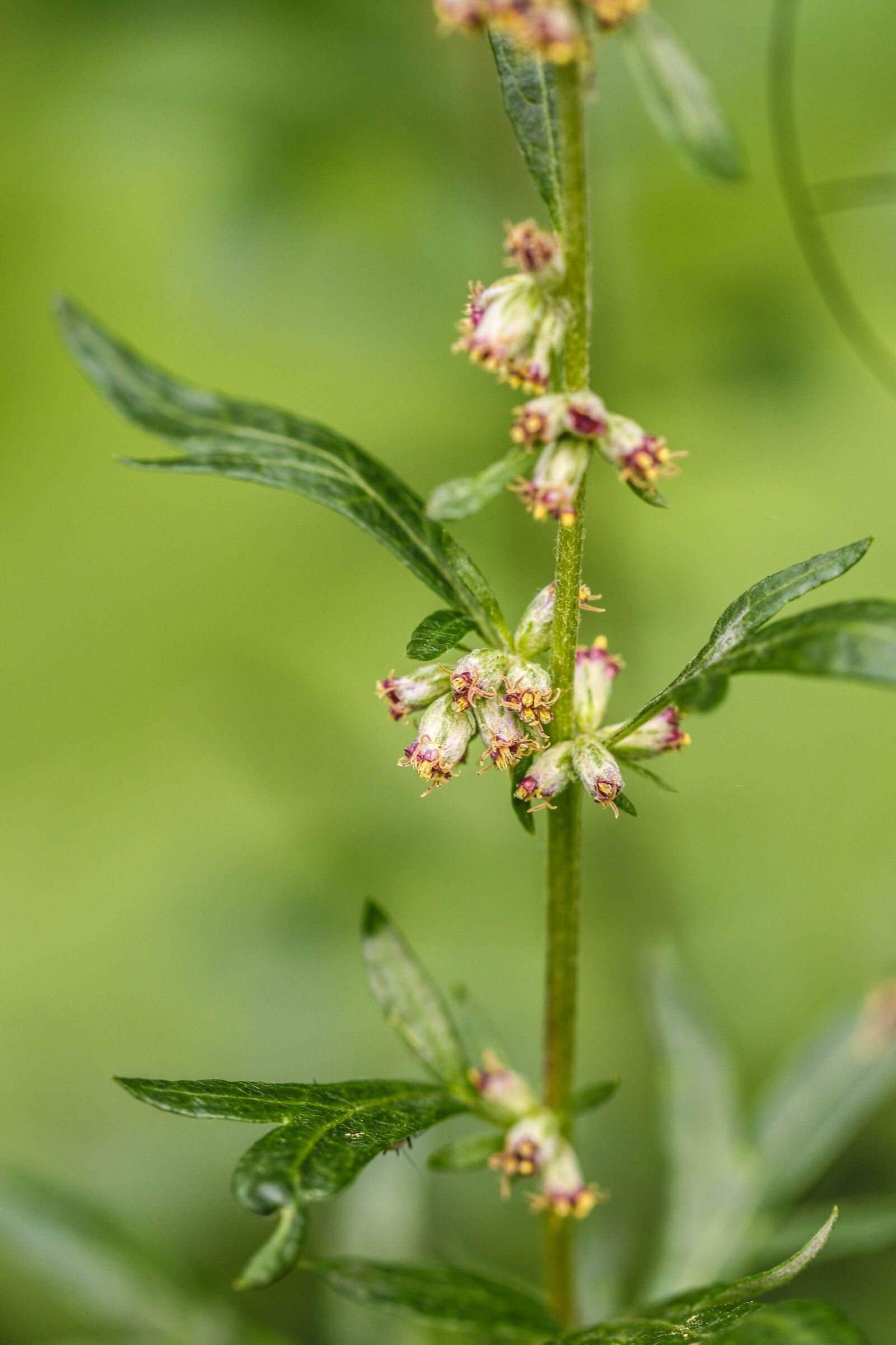 Canon EOS 7D Mark II sample photo. Growth, plant, flower photography