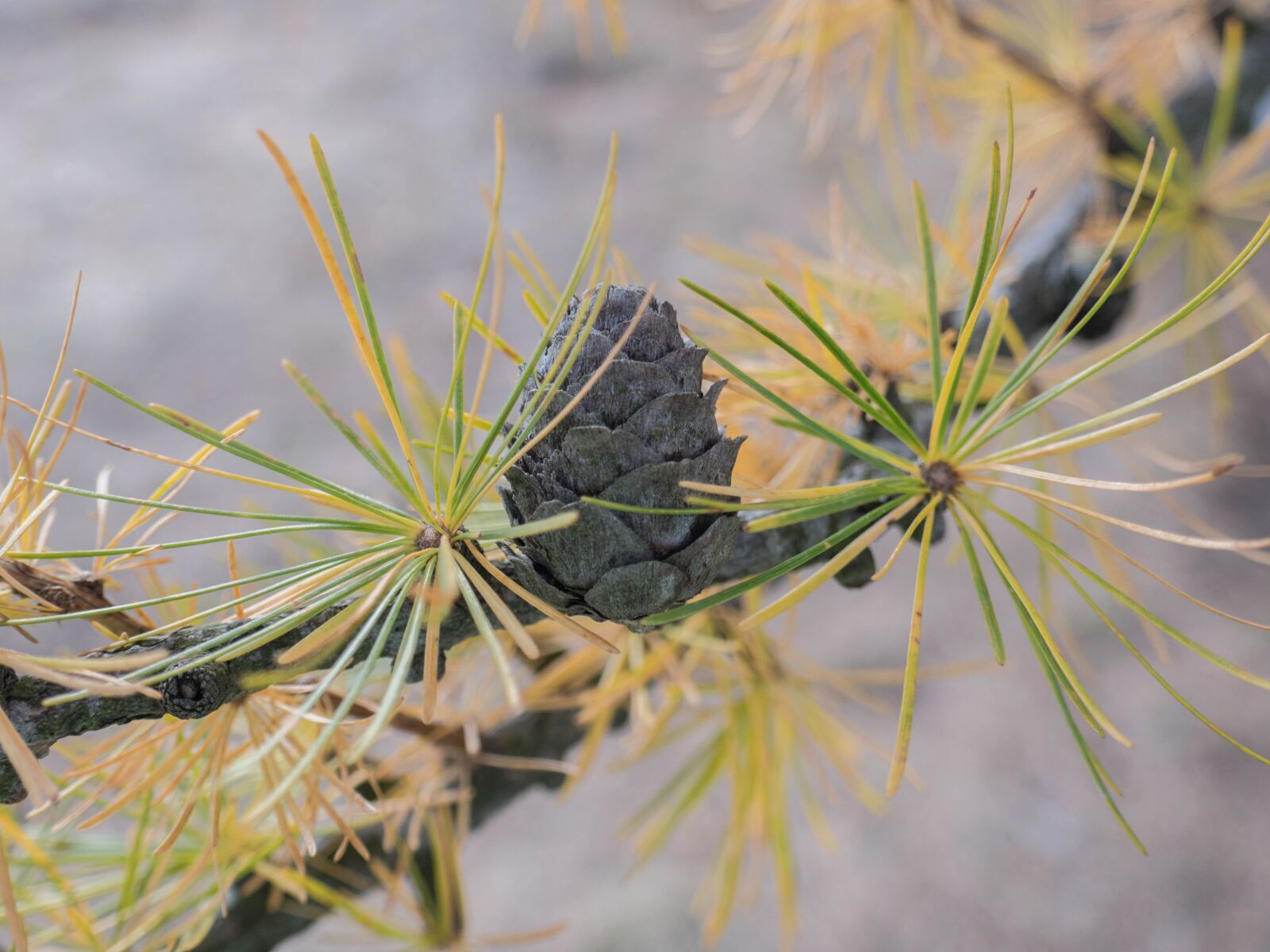 Panasonic DMC-TZ101 sample photo. Pine cones, background nature photography