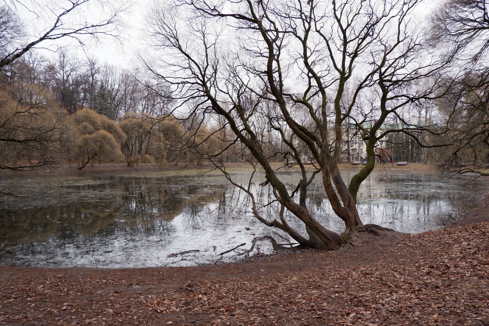 Fujifilm X-T100 sample photo. Park, pond, leaves photography
