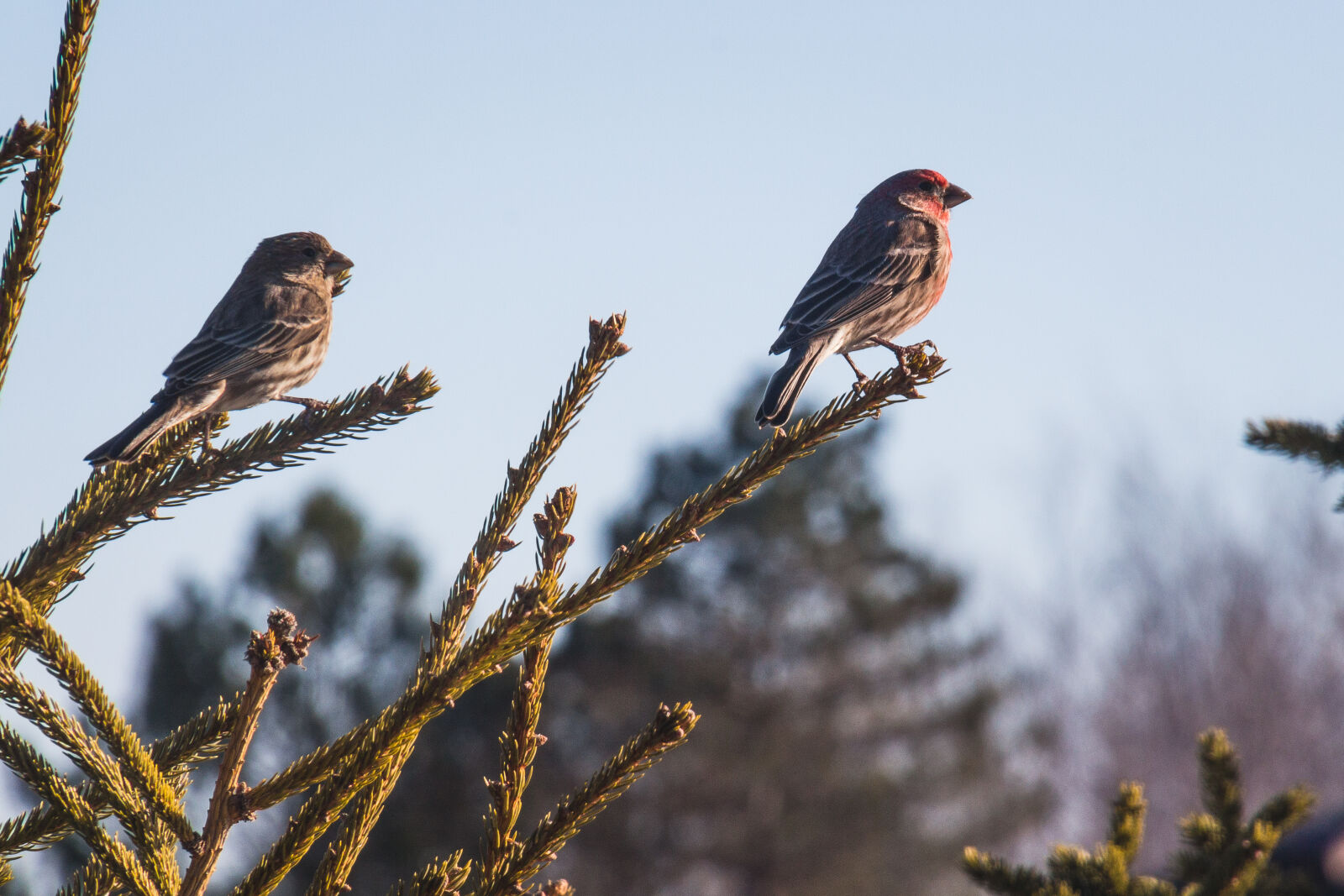 Canon EOS 650D (EOS Rebel T4i / EOS Kiss X6i) sample photo. Two, sparrows, on, branch photography