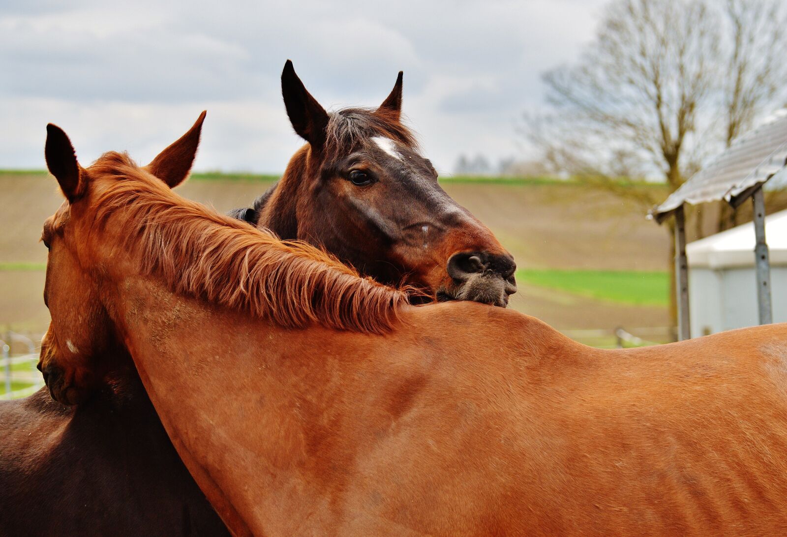 Nikon D3200 sample photo. Horses, harmony, for two photography