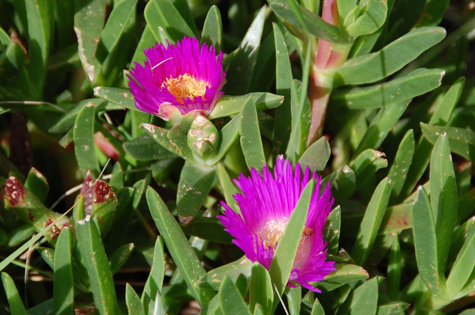 Nikon D40 sample photo. Flowers, spring, color photography