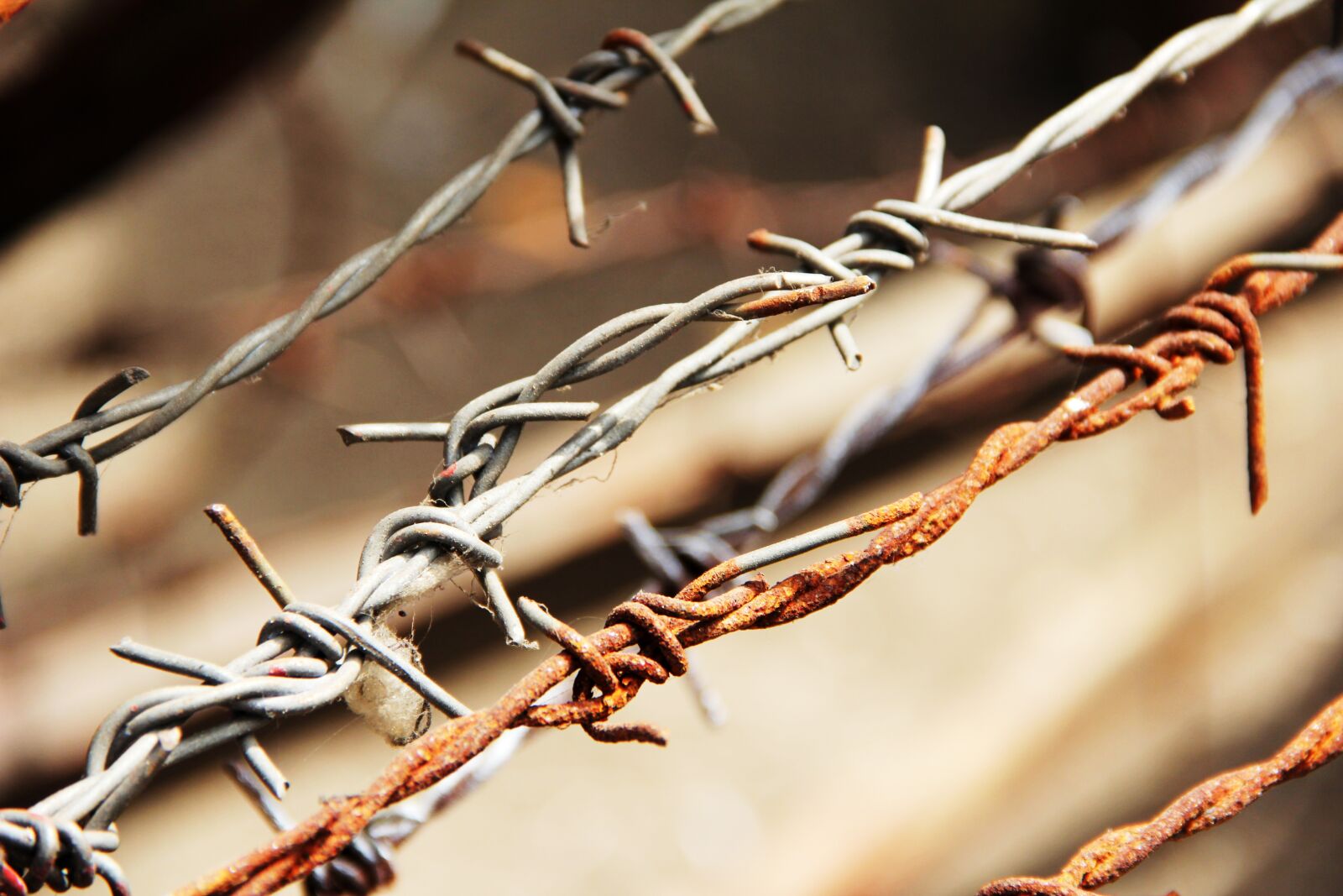 Canon EF-S 18-135mm F3.5-5.6 IS sample photo. Barbed wire, sting, wire photography