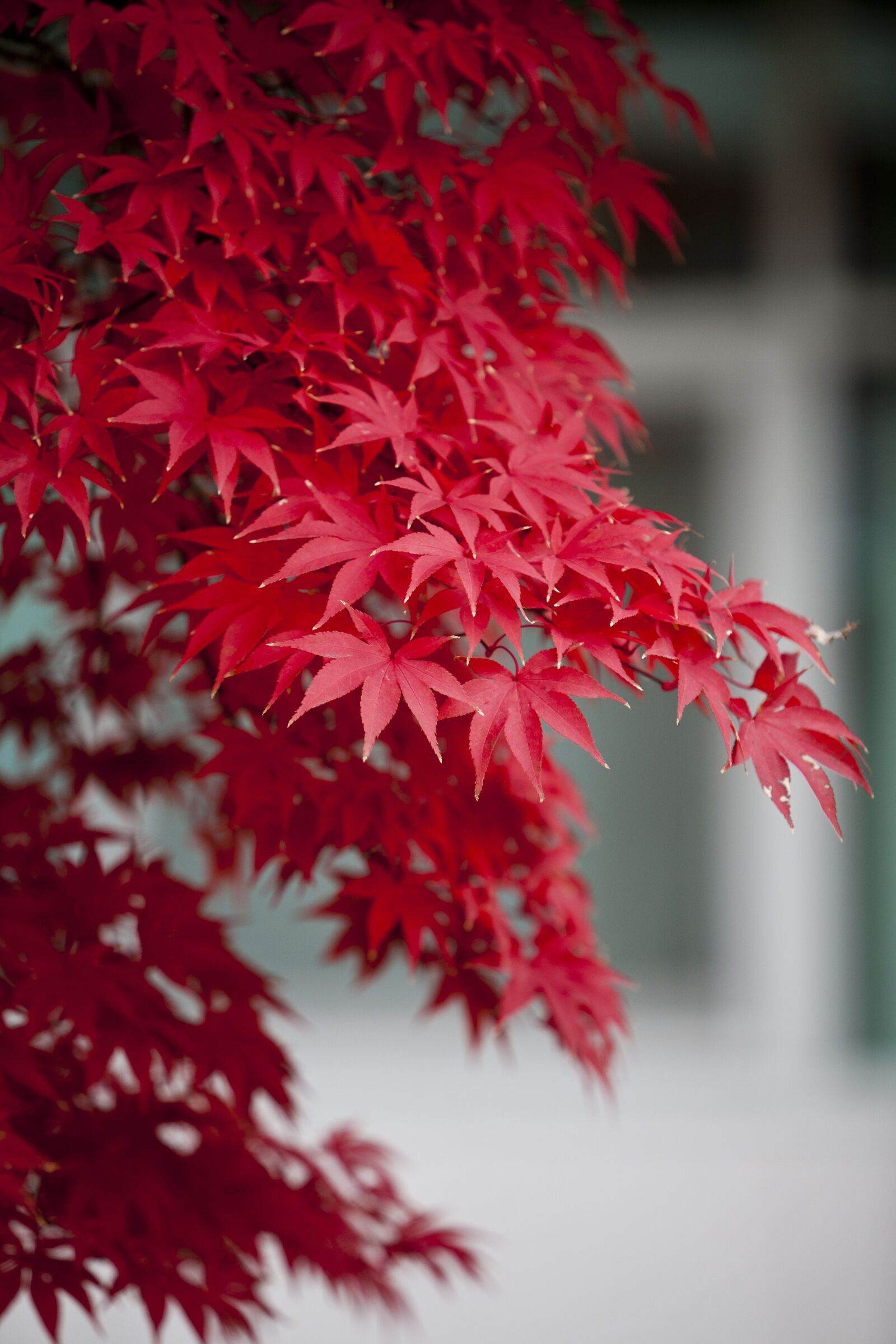 Canon EOS 5D sample photo. Autumn leaves, autumn, red photography