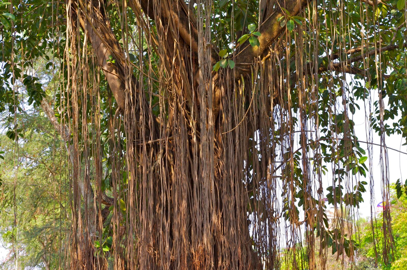Pentax K-r sample photo. Tree, tree giant, nature photography