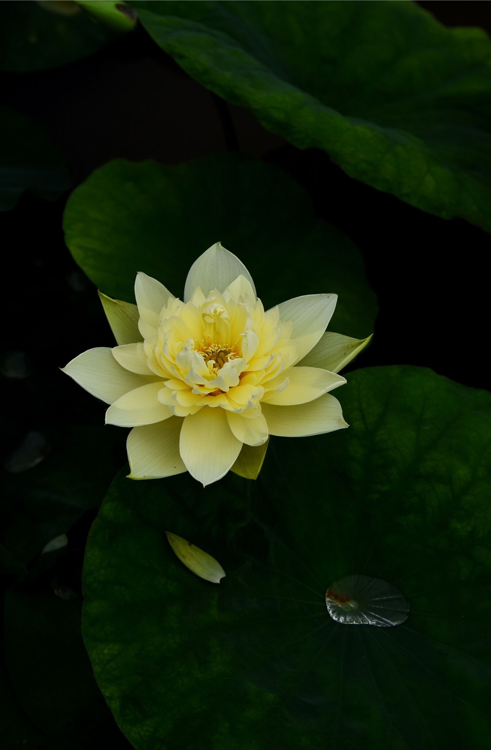 Nikon D7200 sample photo. Golden lotus, dress, outdoor photography