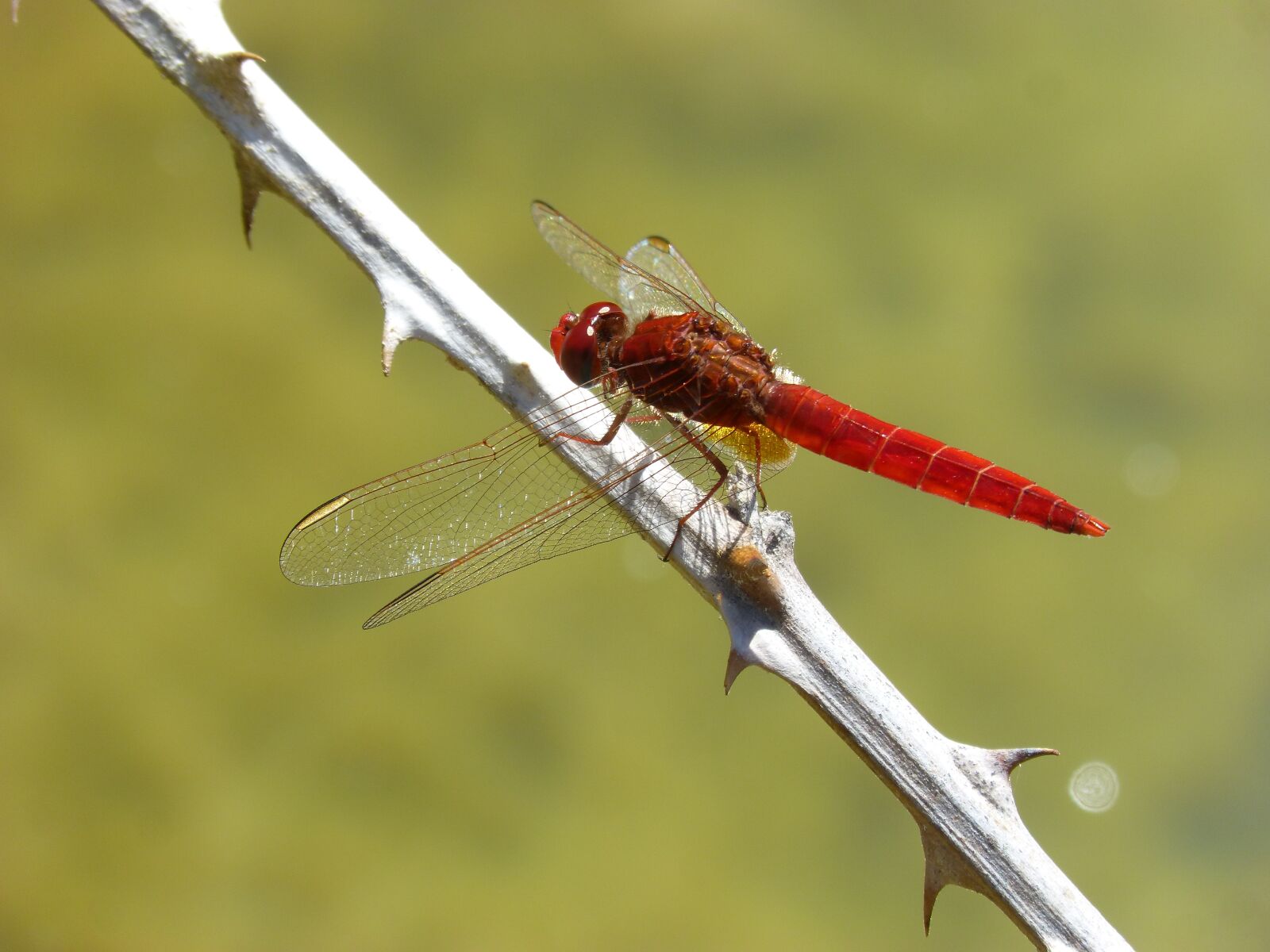 Panasonic DMC-FZ62 sample photo. Red dragonfly, dragonfly, branch photography