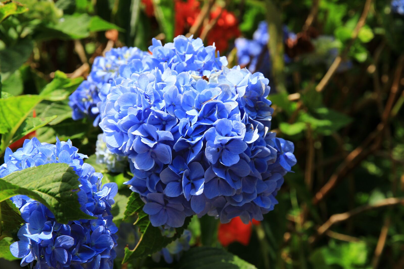 Canon EOS 7D sample photo. Hydrangea, purple blue, okinawa photography