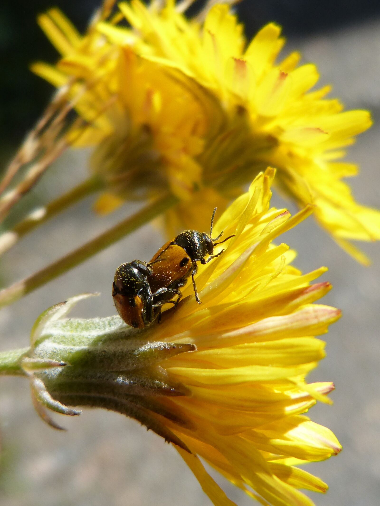 Panasonic DMC-FZ62 sample photo. Beetles, ladybugs, copulation photography