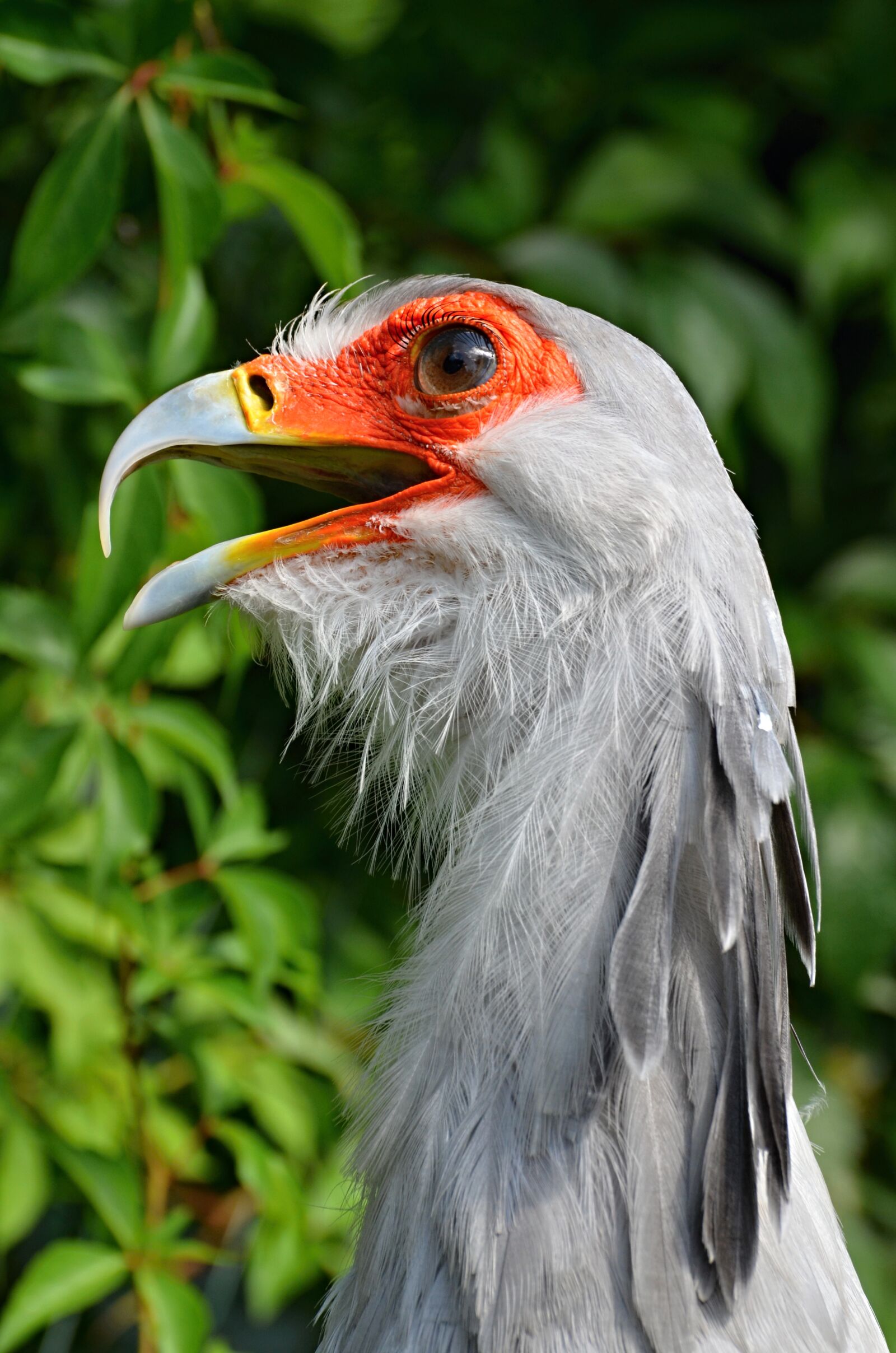 Nikon D5100 sample photo. Bird, beak, head photography